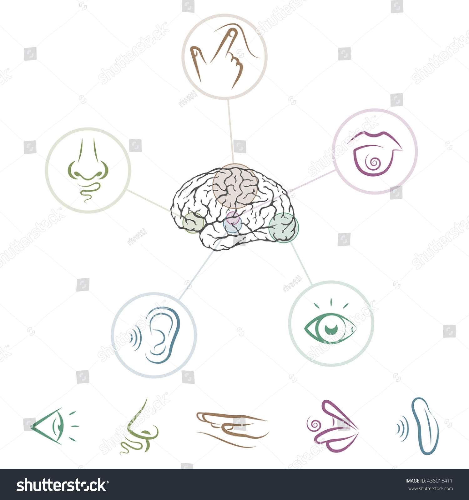 Five Senses Located In Brain Stock Vector Illustration 438016411 