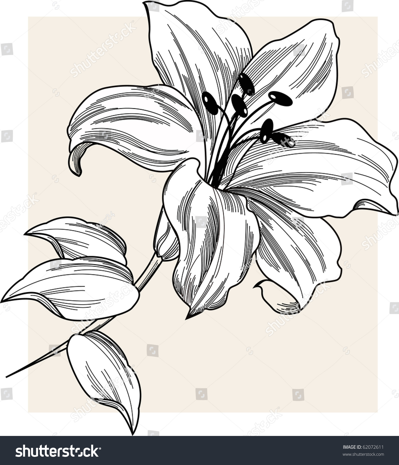 Flower Lily Stock Vector 62072611 : Shutterstock