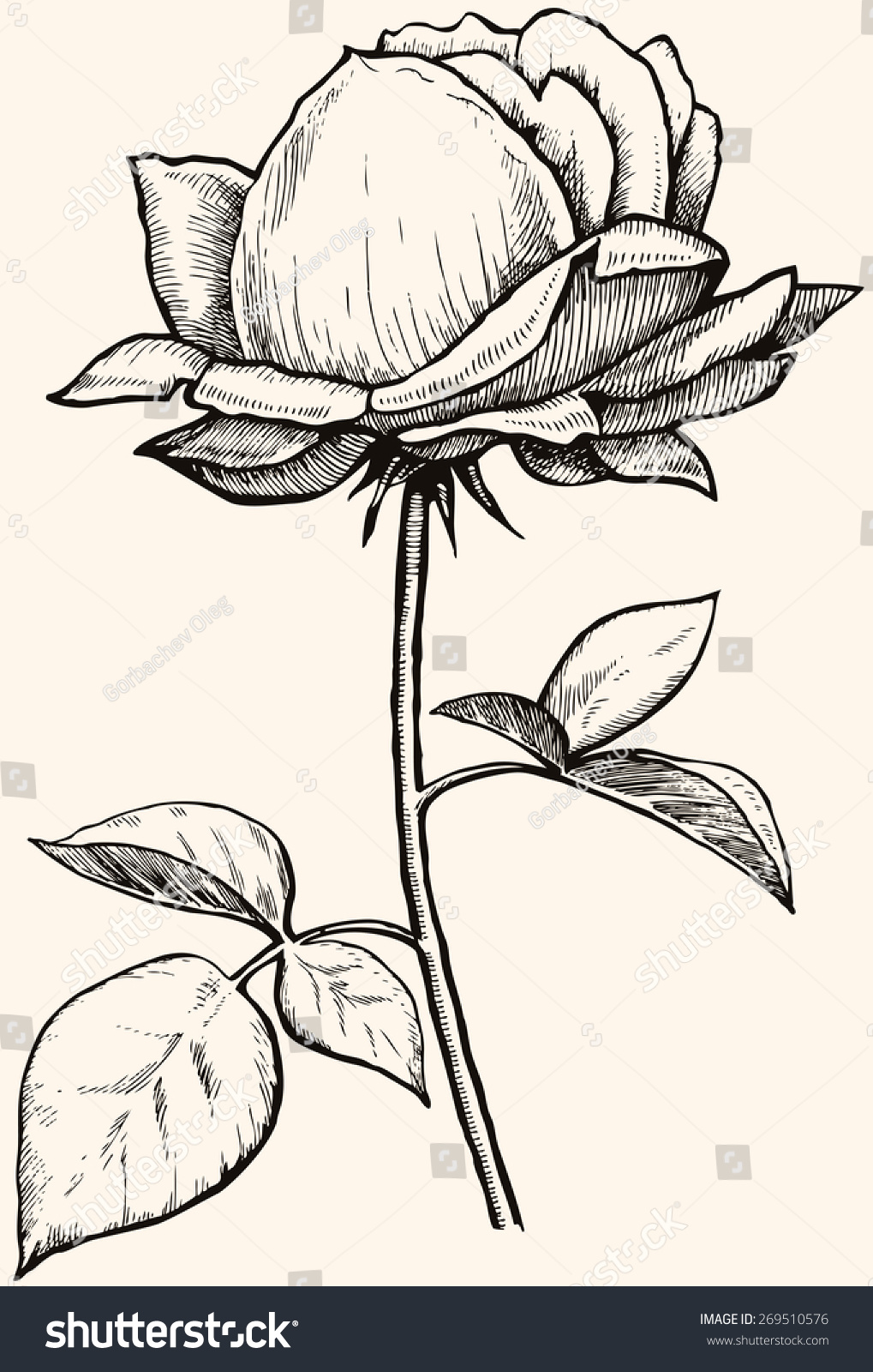 Line Art Ink : Flower line art orange rose stock vector