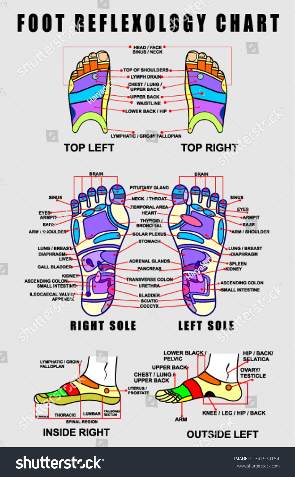 Foot Reflexology Chart With Accurate Description Of The Corresponding