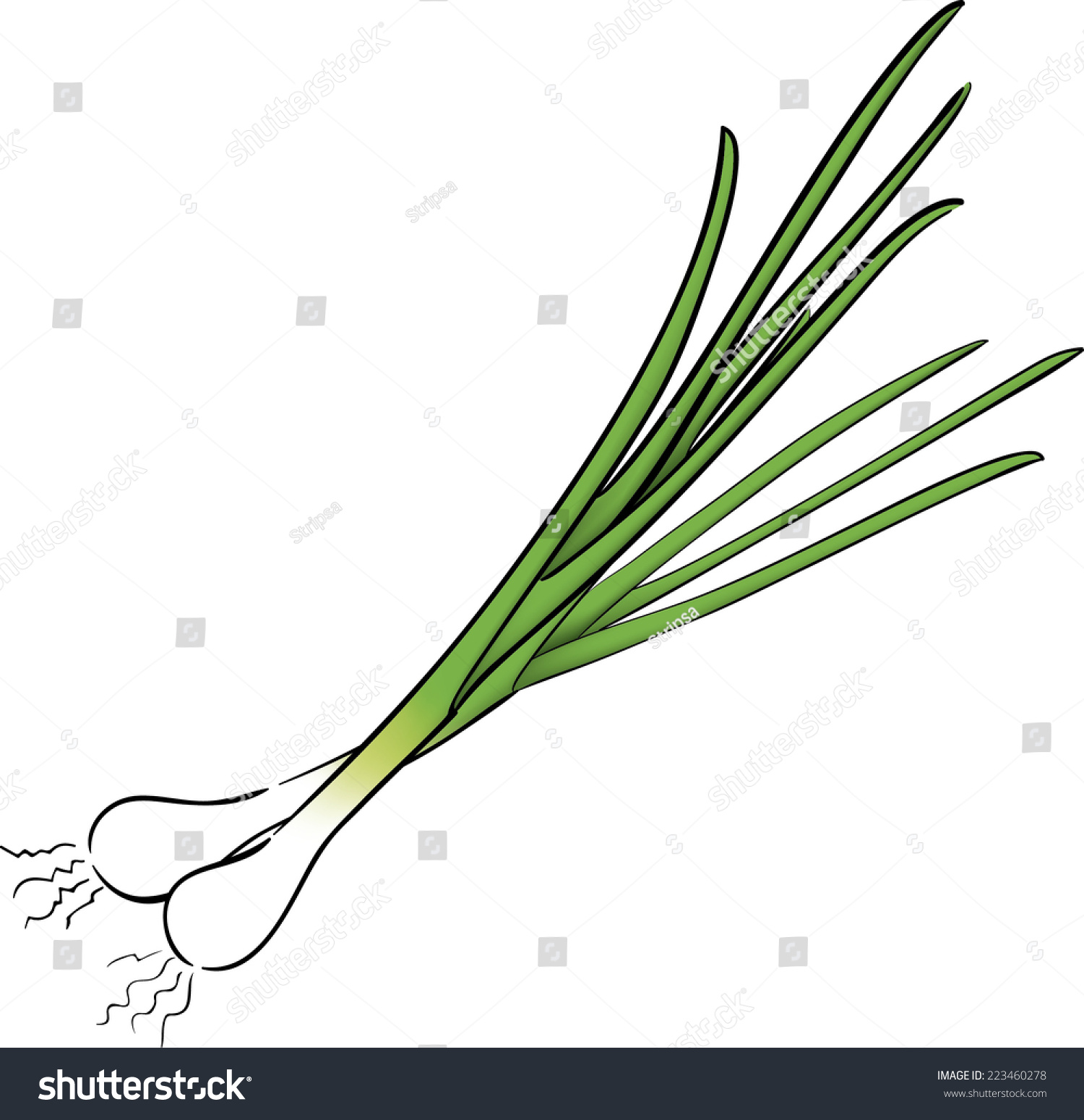spring onion clipart - photo #5