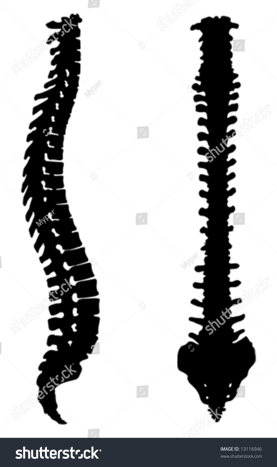 free clip art human spine - photo #14