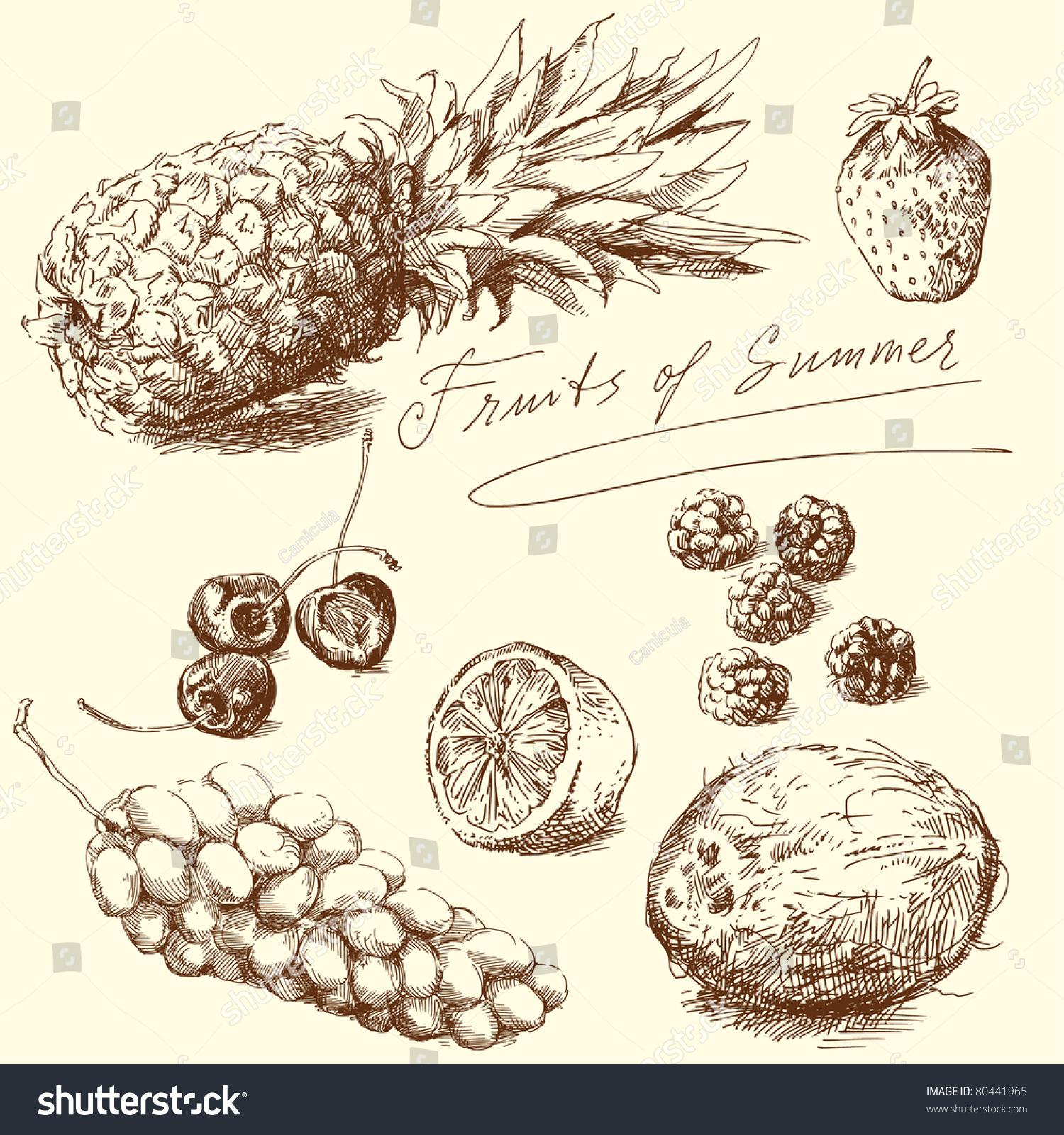 Fruit Hand Drawn Collection Vector Illustration Stock Vector Shutterstock