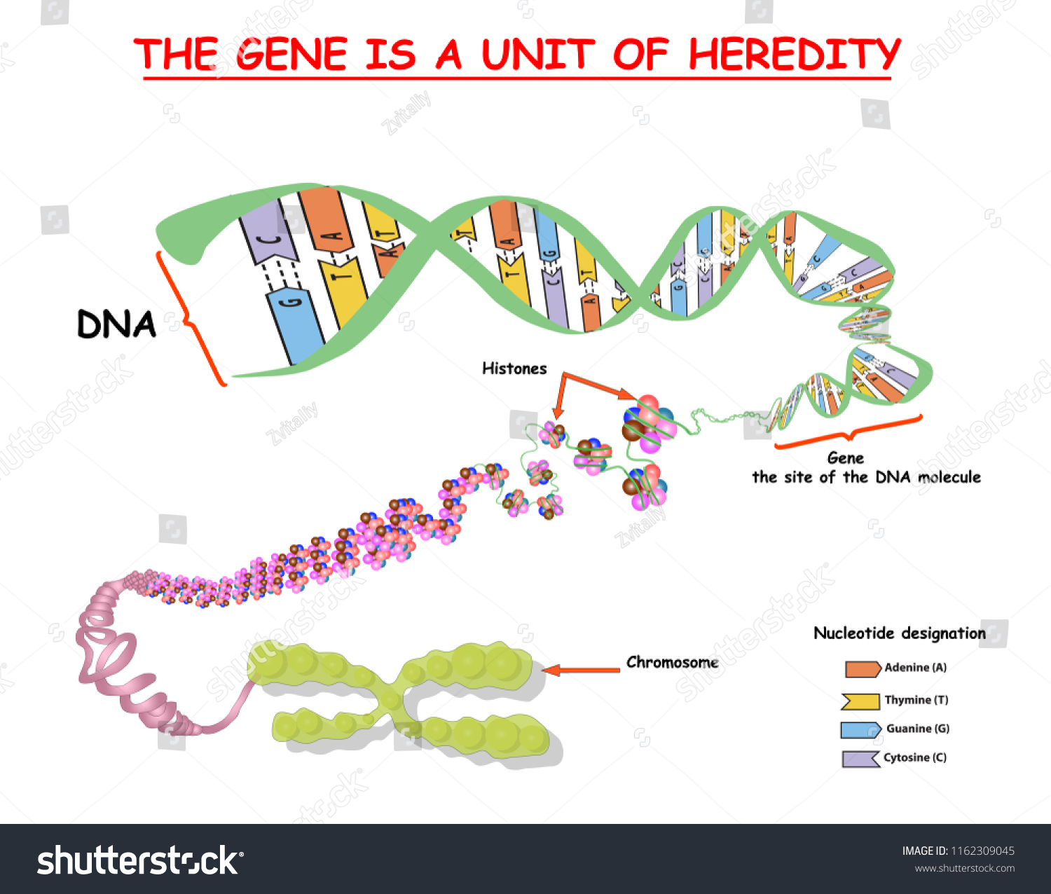 Genome Structure Dna Genome Sequence Telo Stock Vector Royalty Free