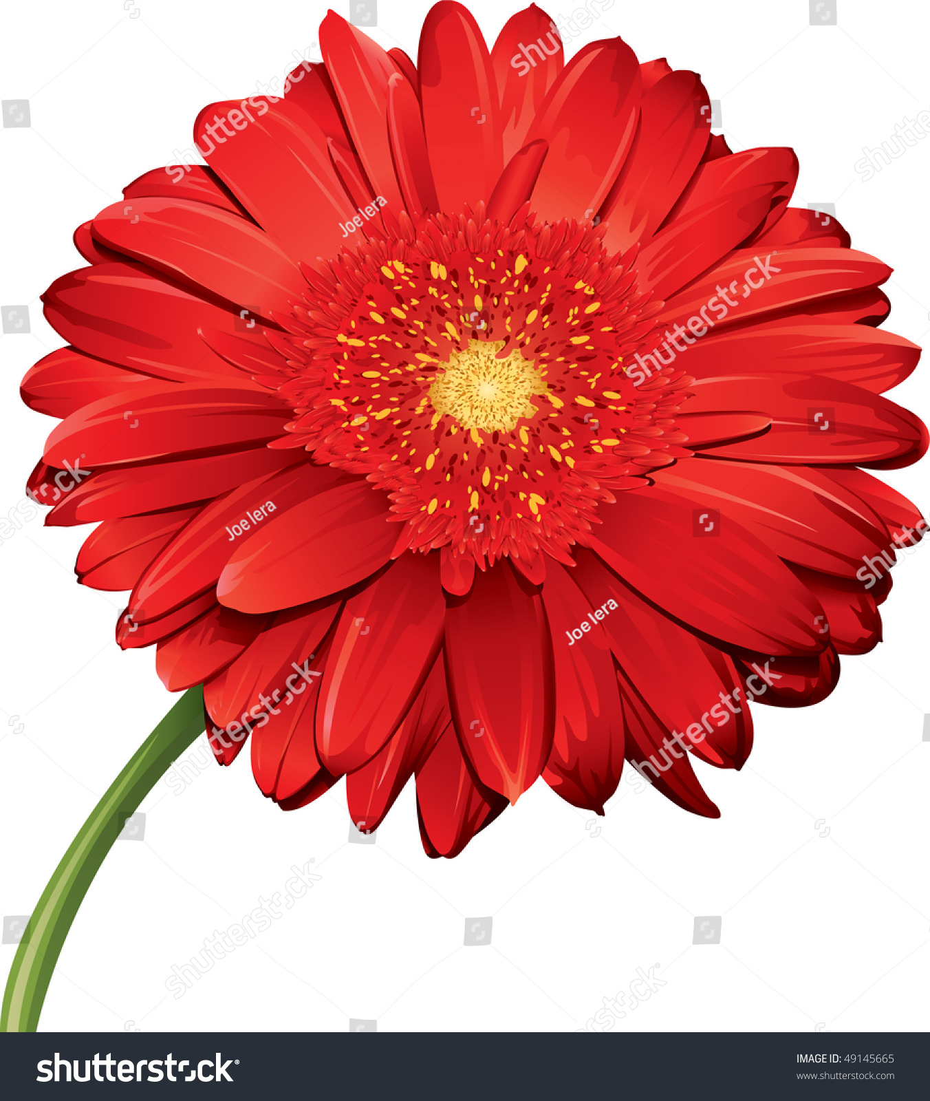 Gerbera Daisy Stock Vector Illustration 49145665 Shutterstock