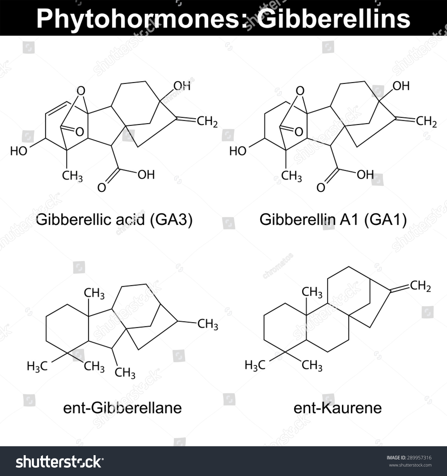 Gibberellins Phytohormones Structural Chemical Formula On Stock Vector