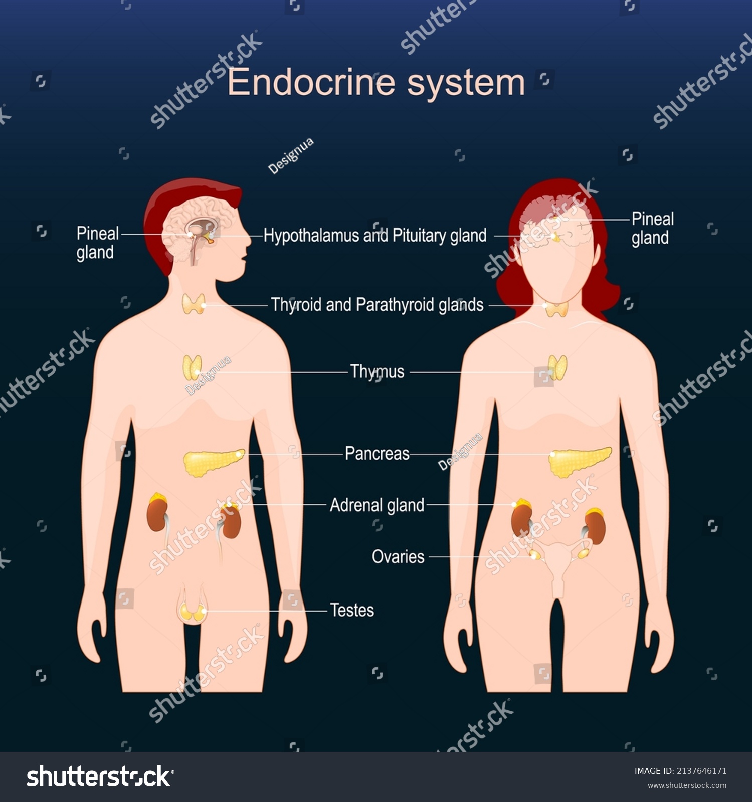 Glands Human Endocrine System Comparative Anatomy Stock Vector Royalty