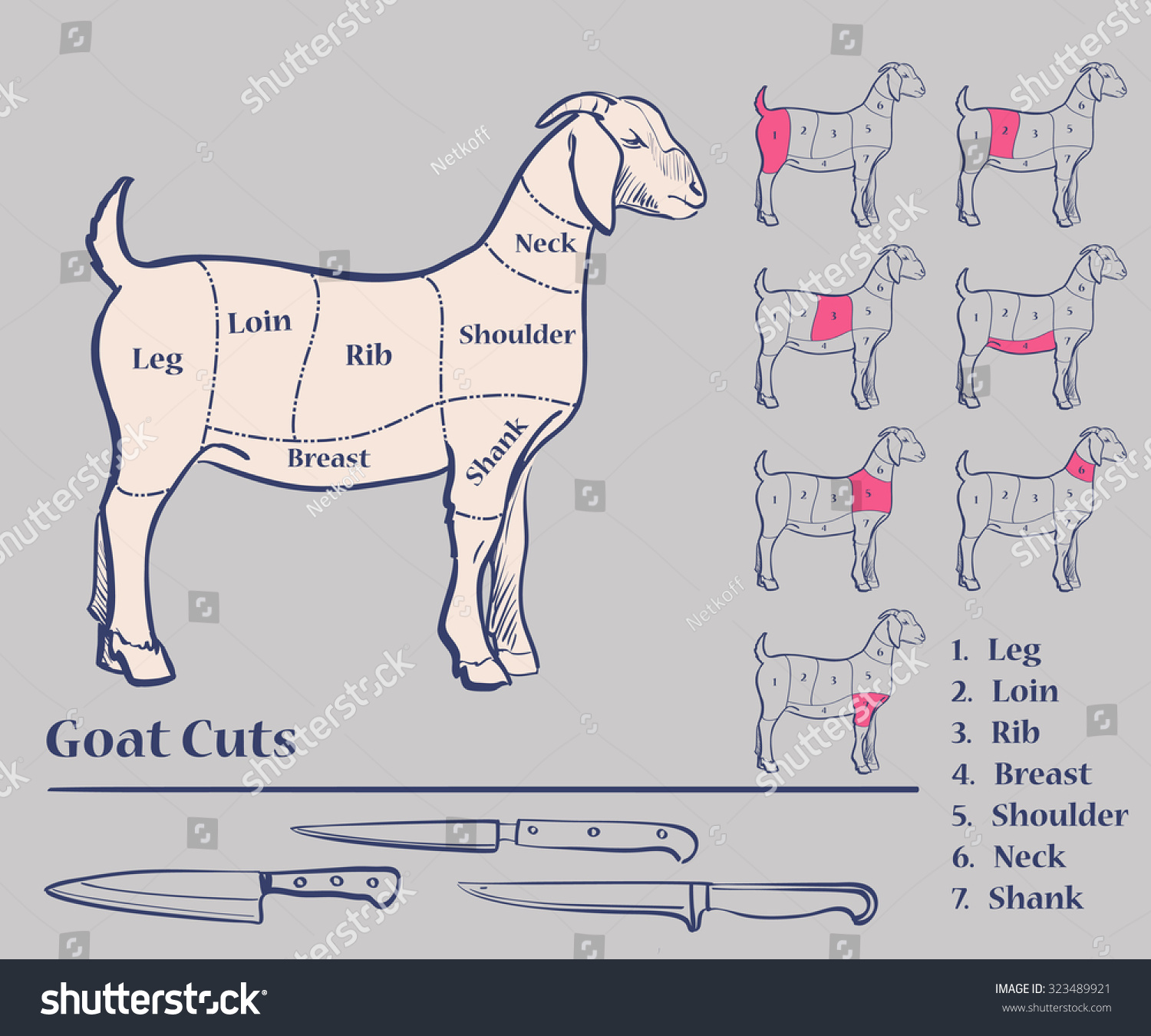 Goat Meat Cuts, Diagram, Excellent Vector Illustration, Eps 10