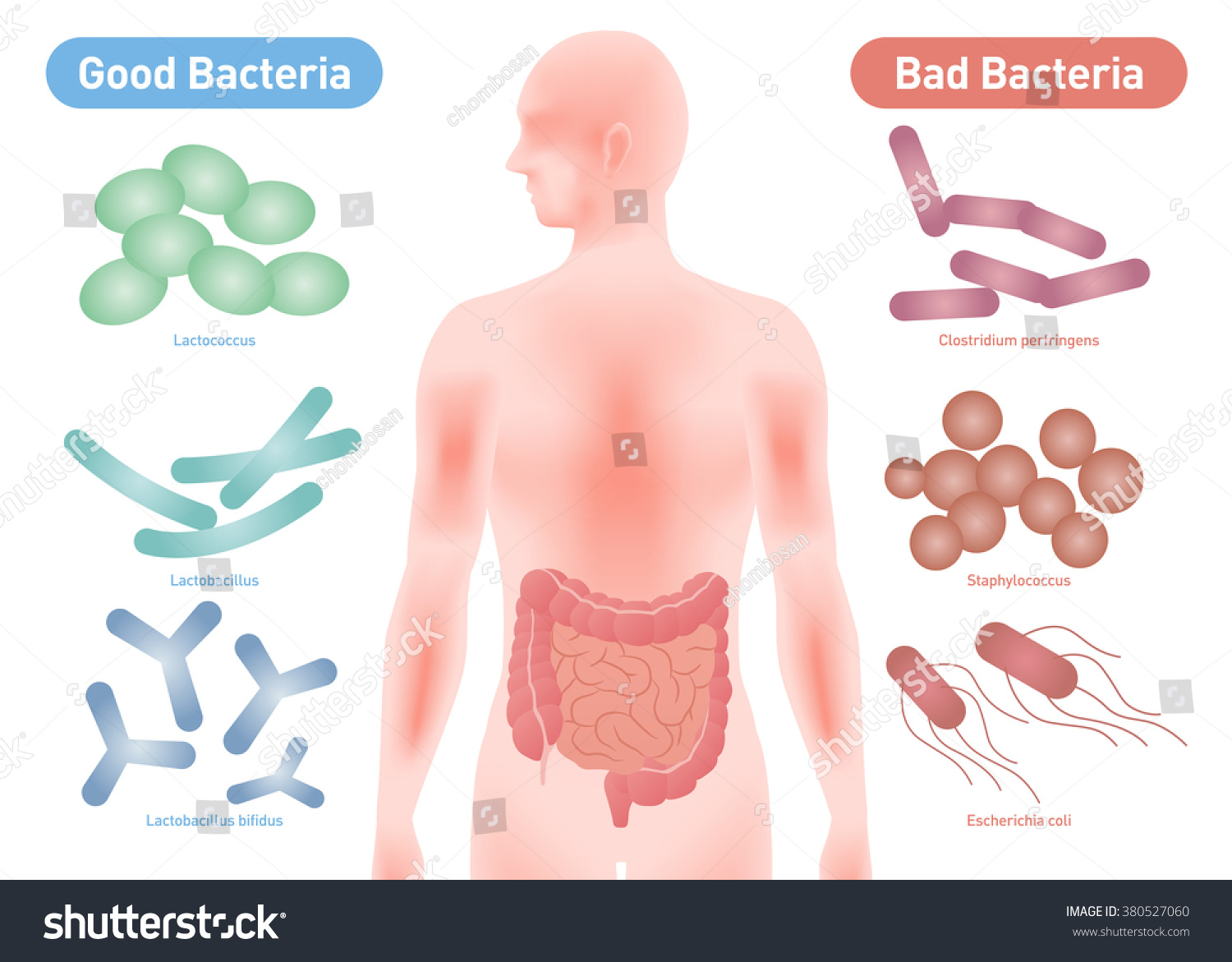 Good Bacteria And Bad Bacteria Enteric Bacteria Intestinal Flora Gut Flora Probiotics Image