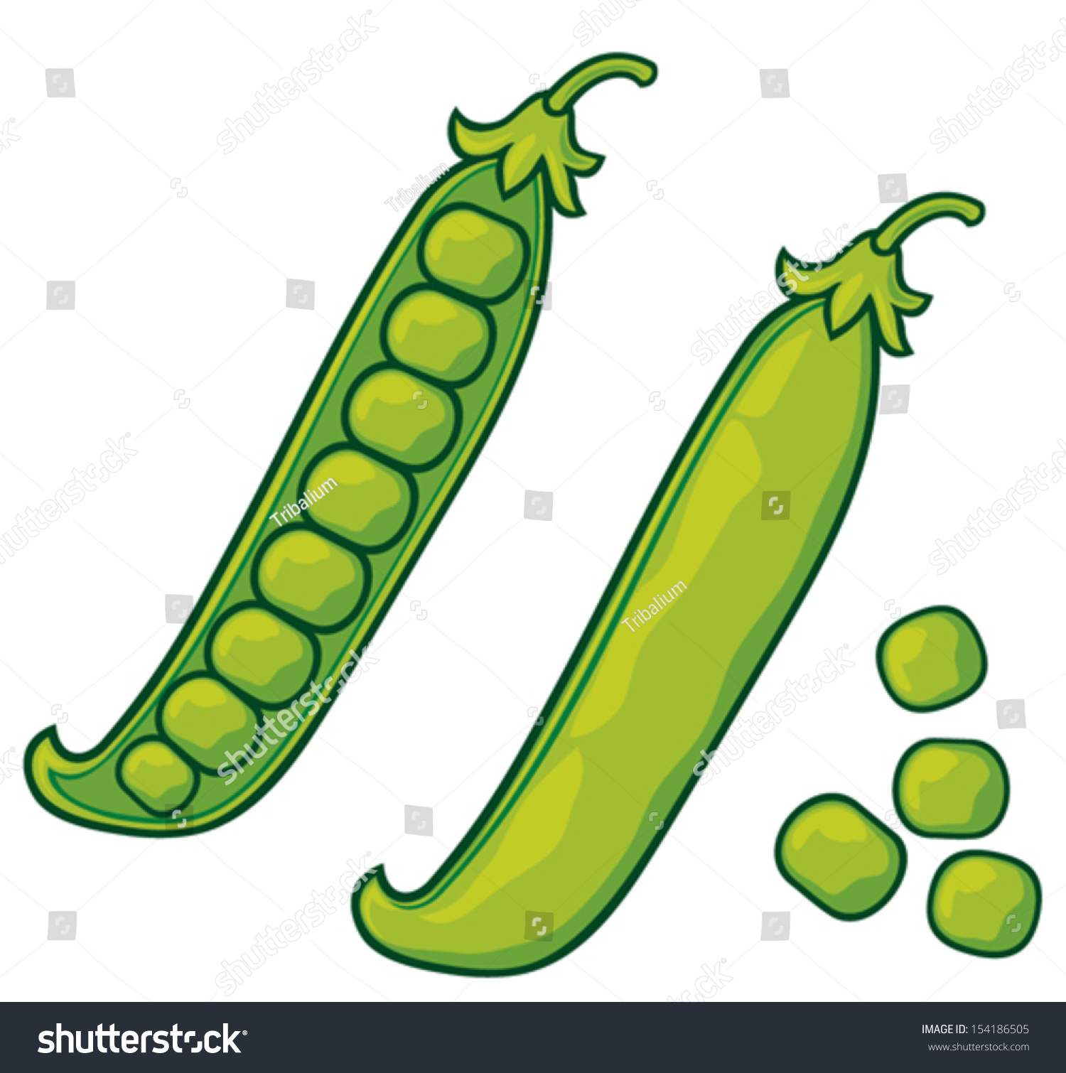 Green Peas Stock Vector Illustration 154186505 Shutterstock