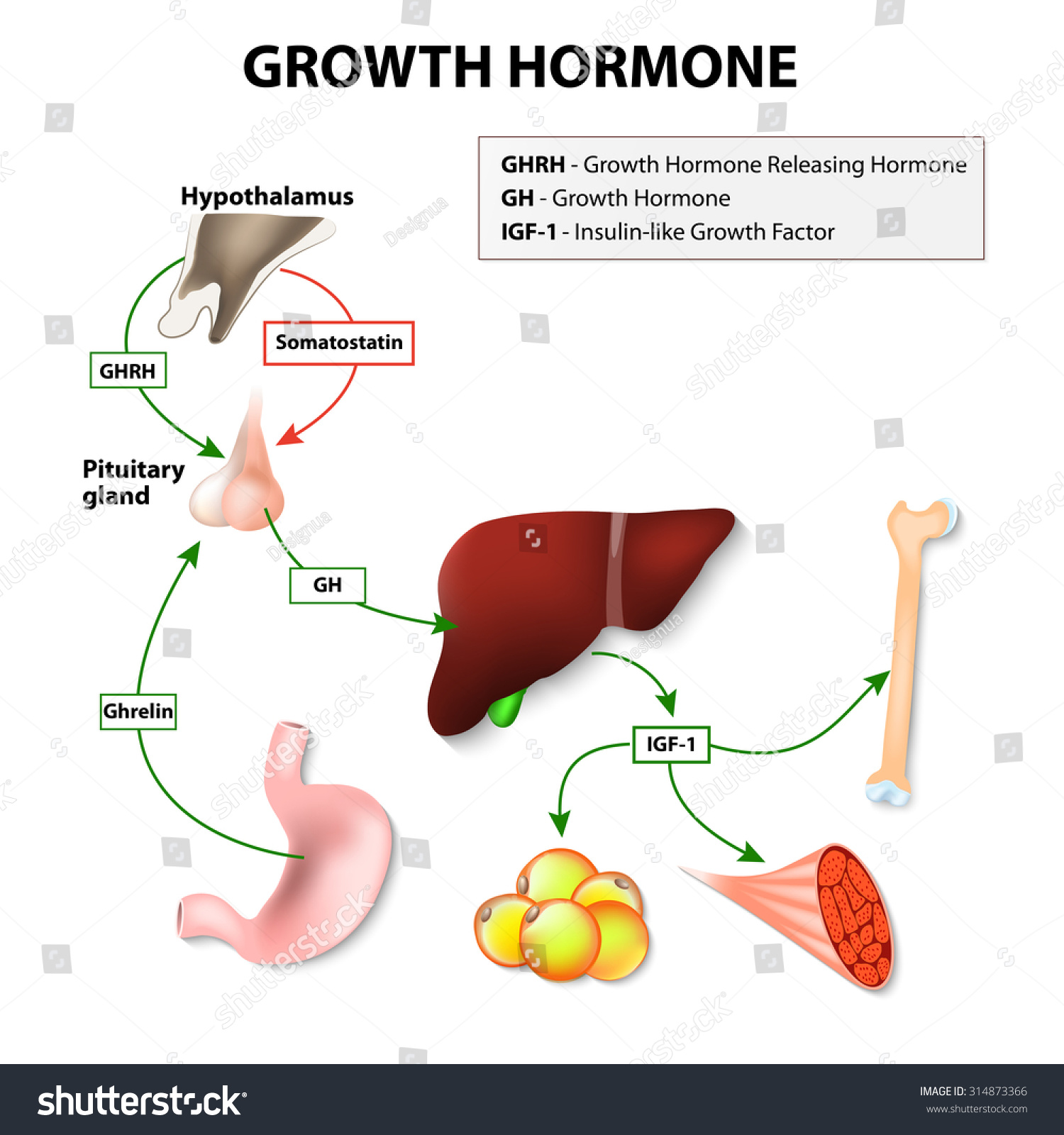 Growth Hormone Somatotropin Secreted By Pituitary Stock Vector 