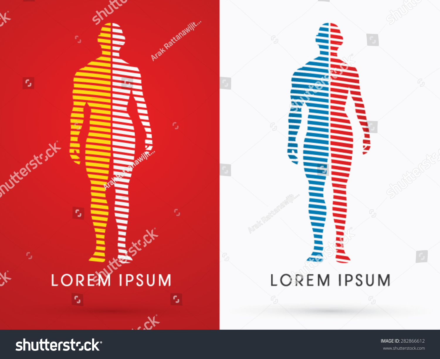 male and female anatomy drawing