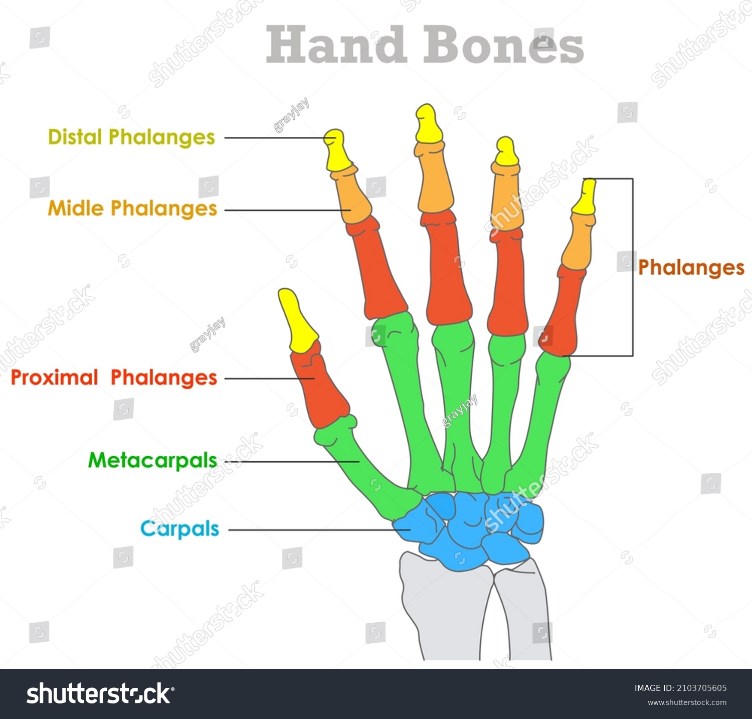 Hand Bones Anatomy Carpal Metacarpal Distal Stock Vector Royalty Free