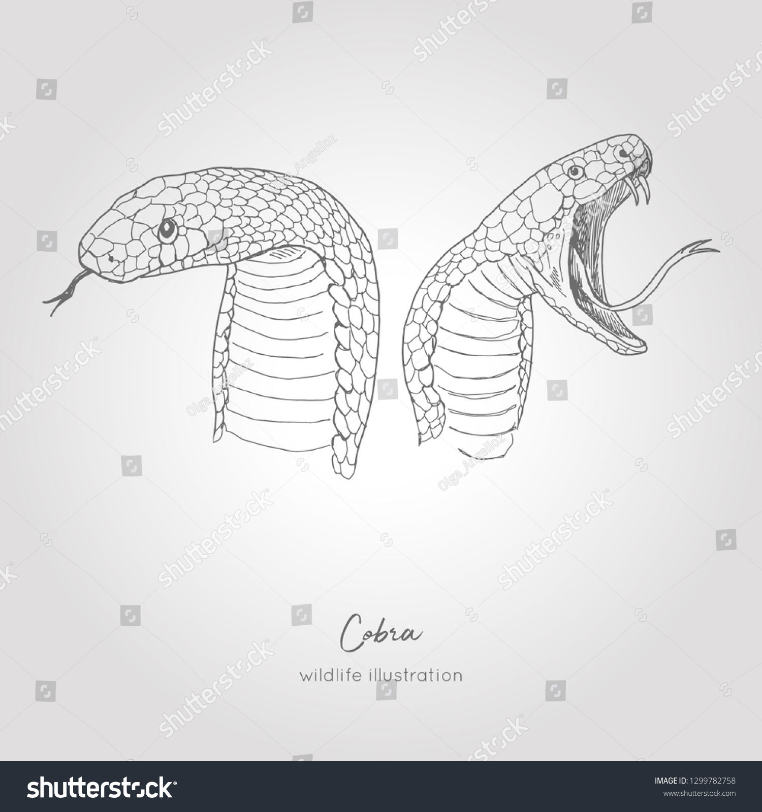 Hand Draw King Cobra Vector Sketch Stock Vector Royalty Free