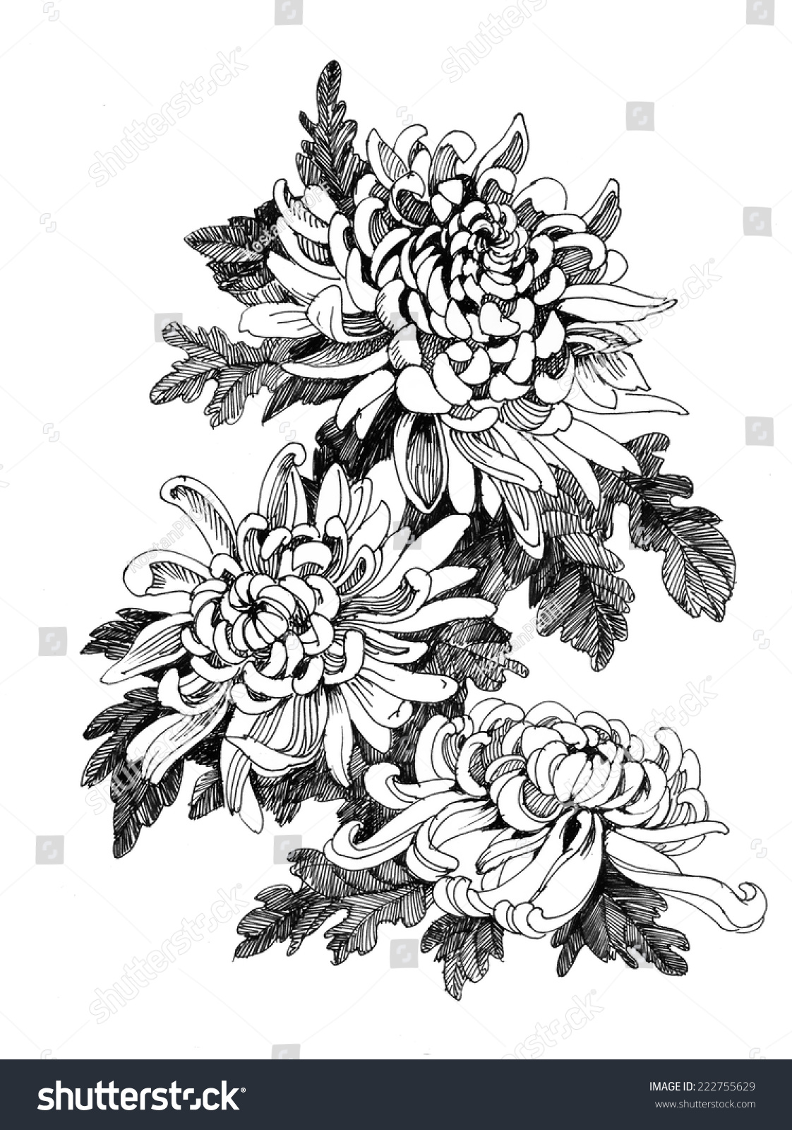 Hand Drawing Chrysanthemum Flower Vector Illustration Stock Vector