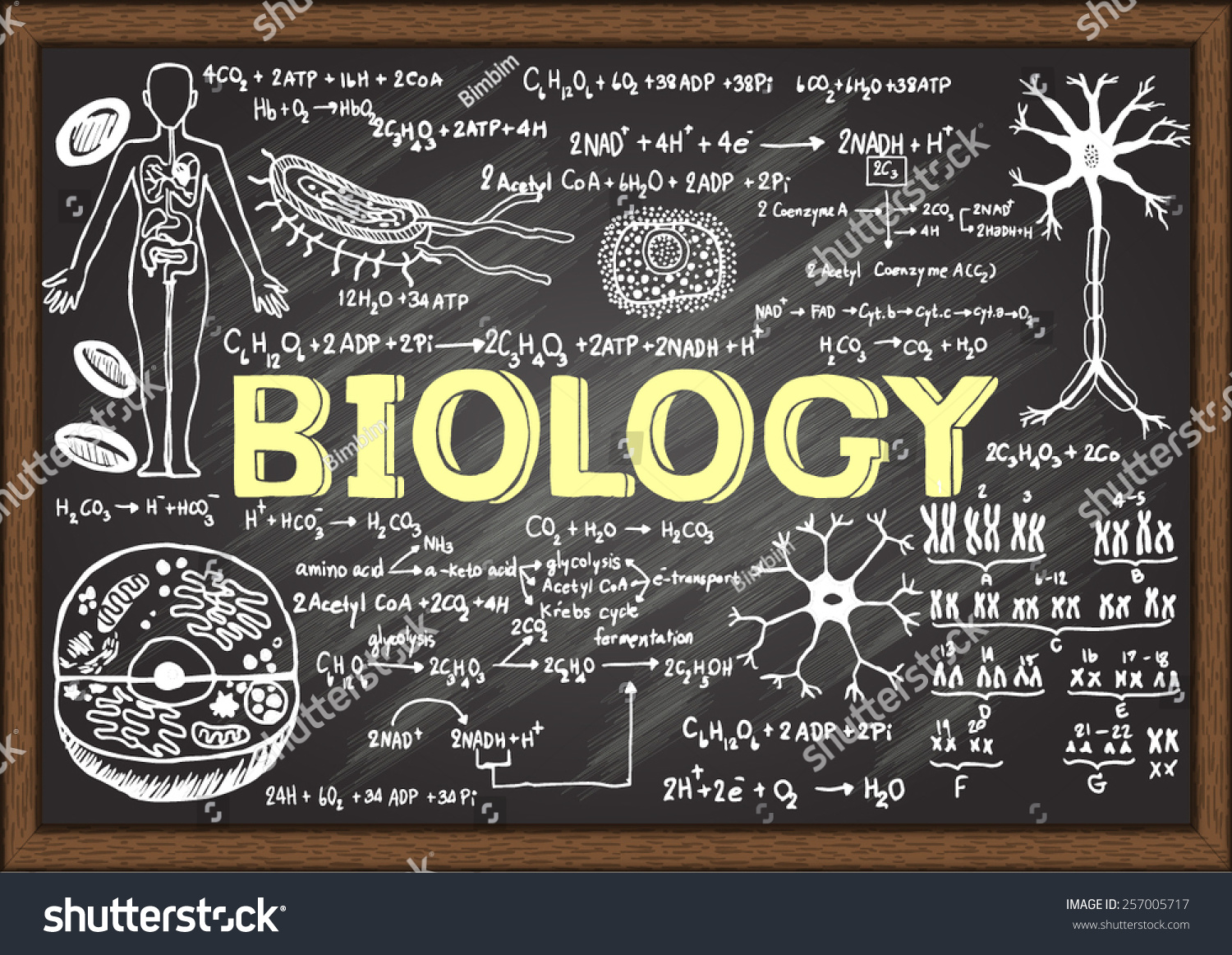 stock vector hand drawn biology on chalkboard 257005717