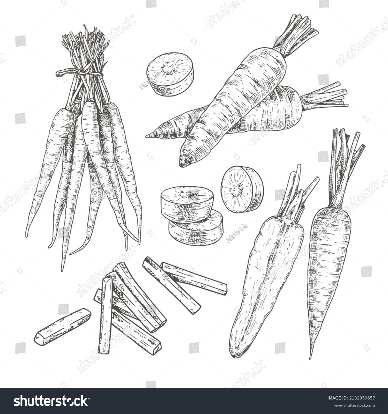 Hand Drawn Carrot Set Sketches Carrot Stock Vector Royalty Free