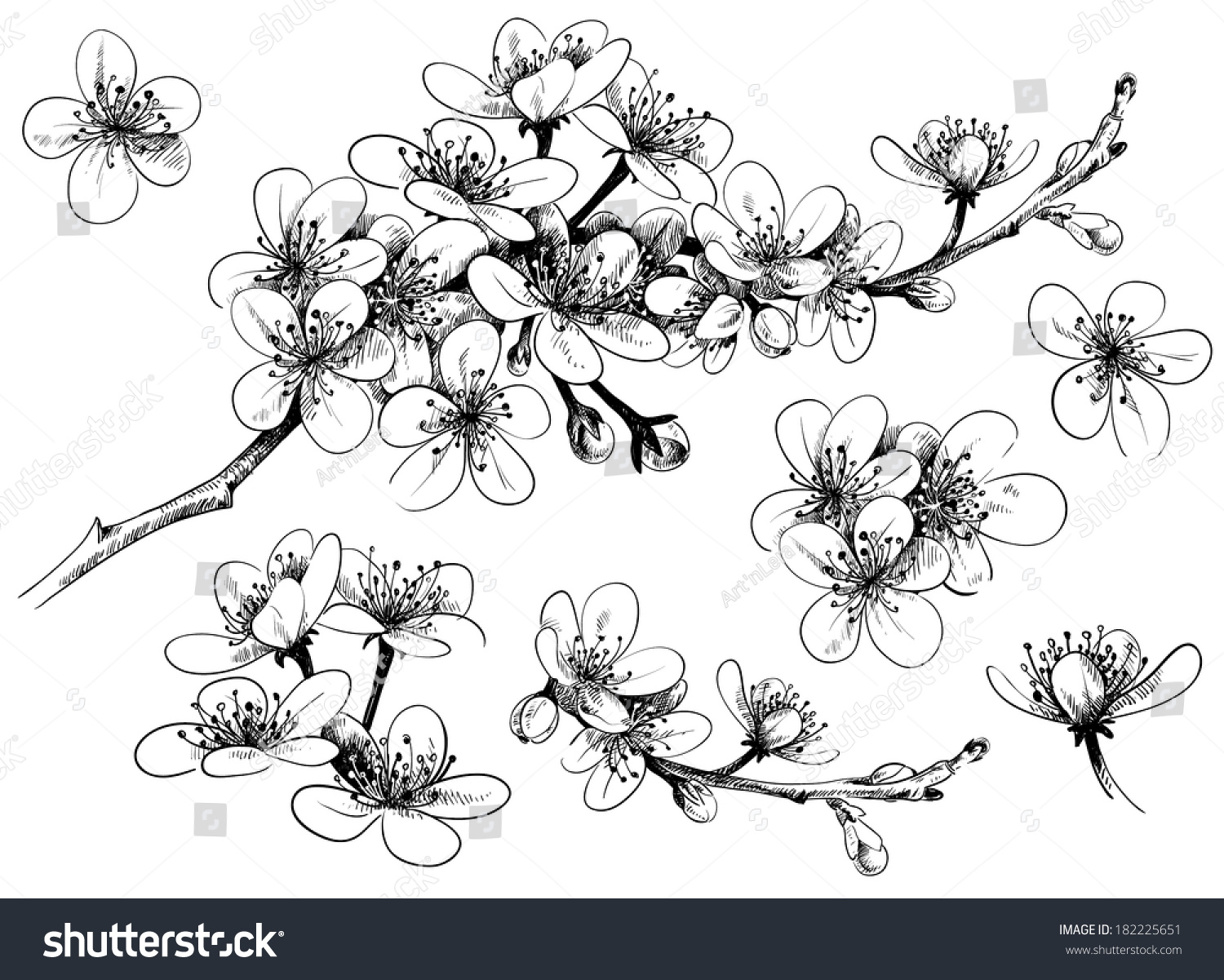 Handdrawn Cherry Blossom Stock Vector 182225651 - Shutterstock