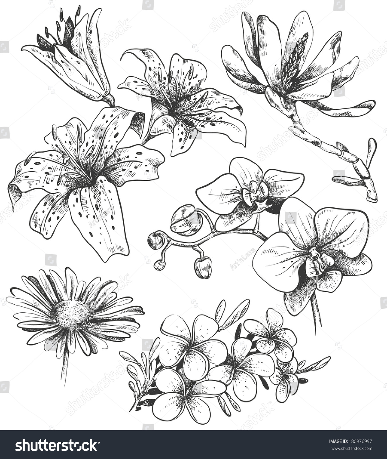 Hand-Drawn Flowers Stock Vector Illustration 180976997 : Shutterstock