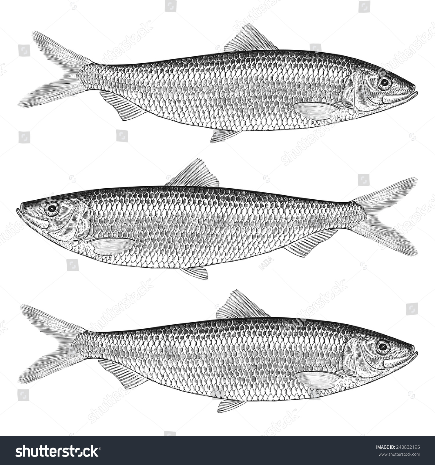 Hand Drawn Illustration Of A Herring 240832195 Shutterstock