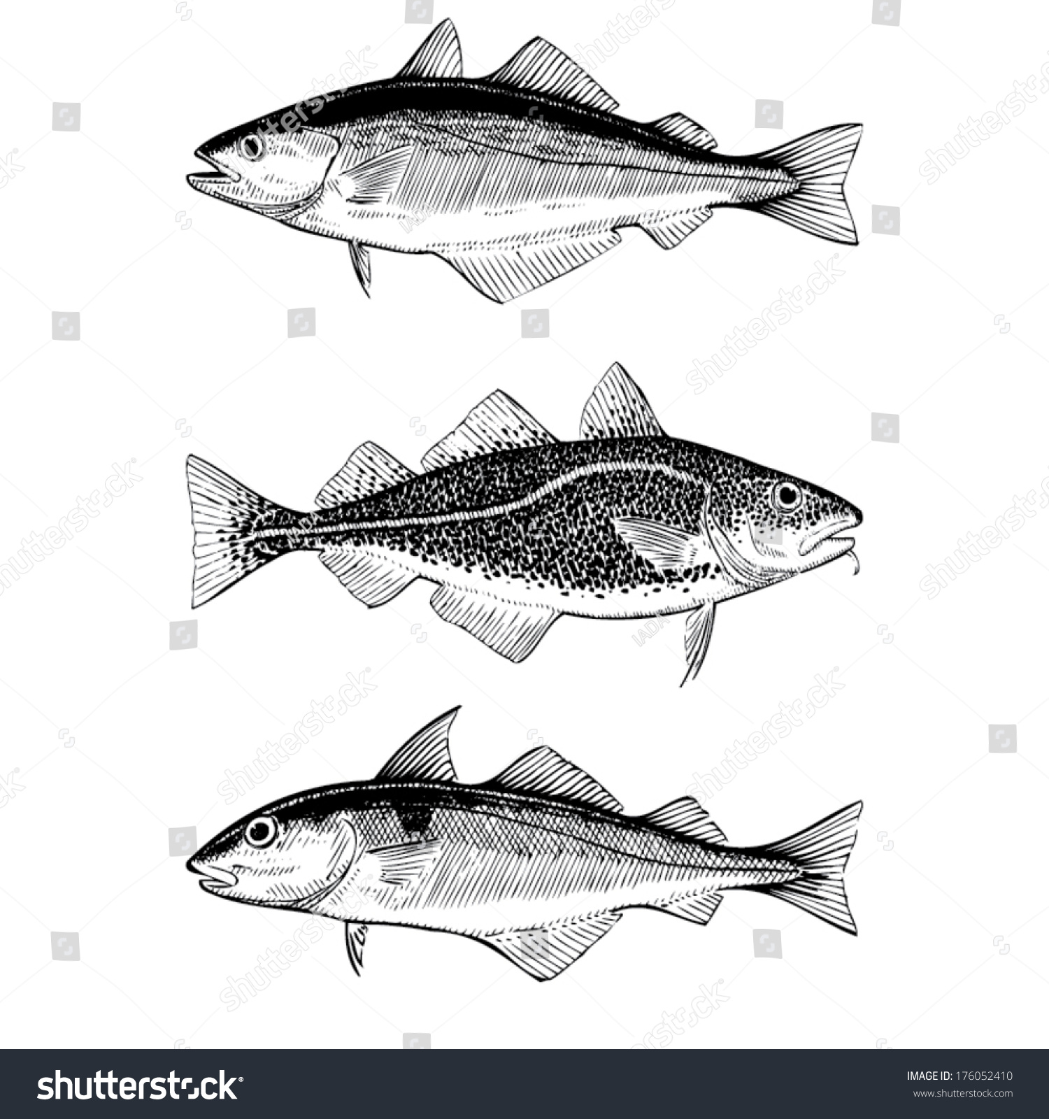 Hand Drawn Illustrations Of Atlantic Cod, Pollock And Haddock Fishes