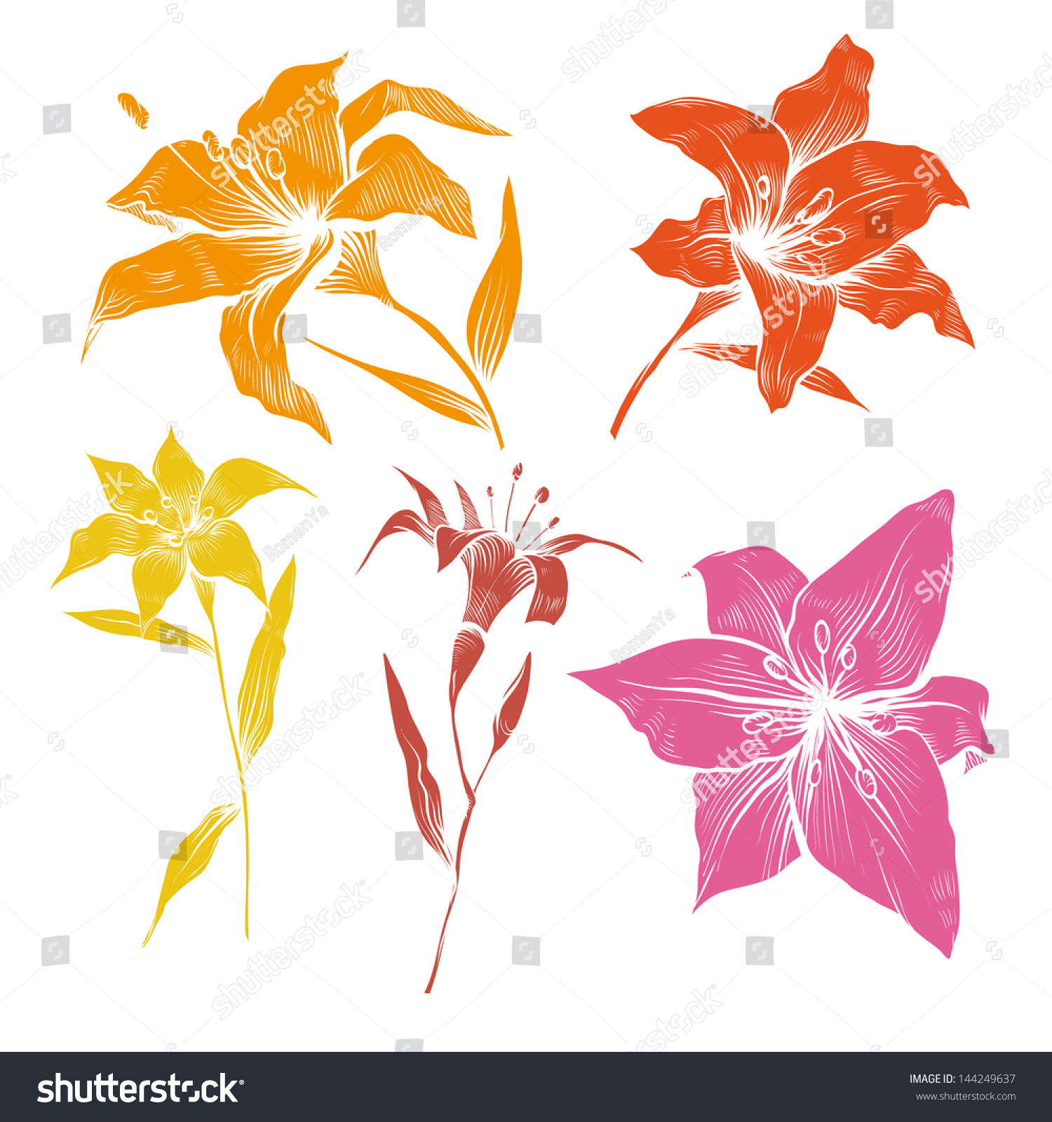 Hand Drawn Lilly Flowers Vector Set - 144249637 : Shutterstock