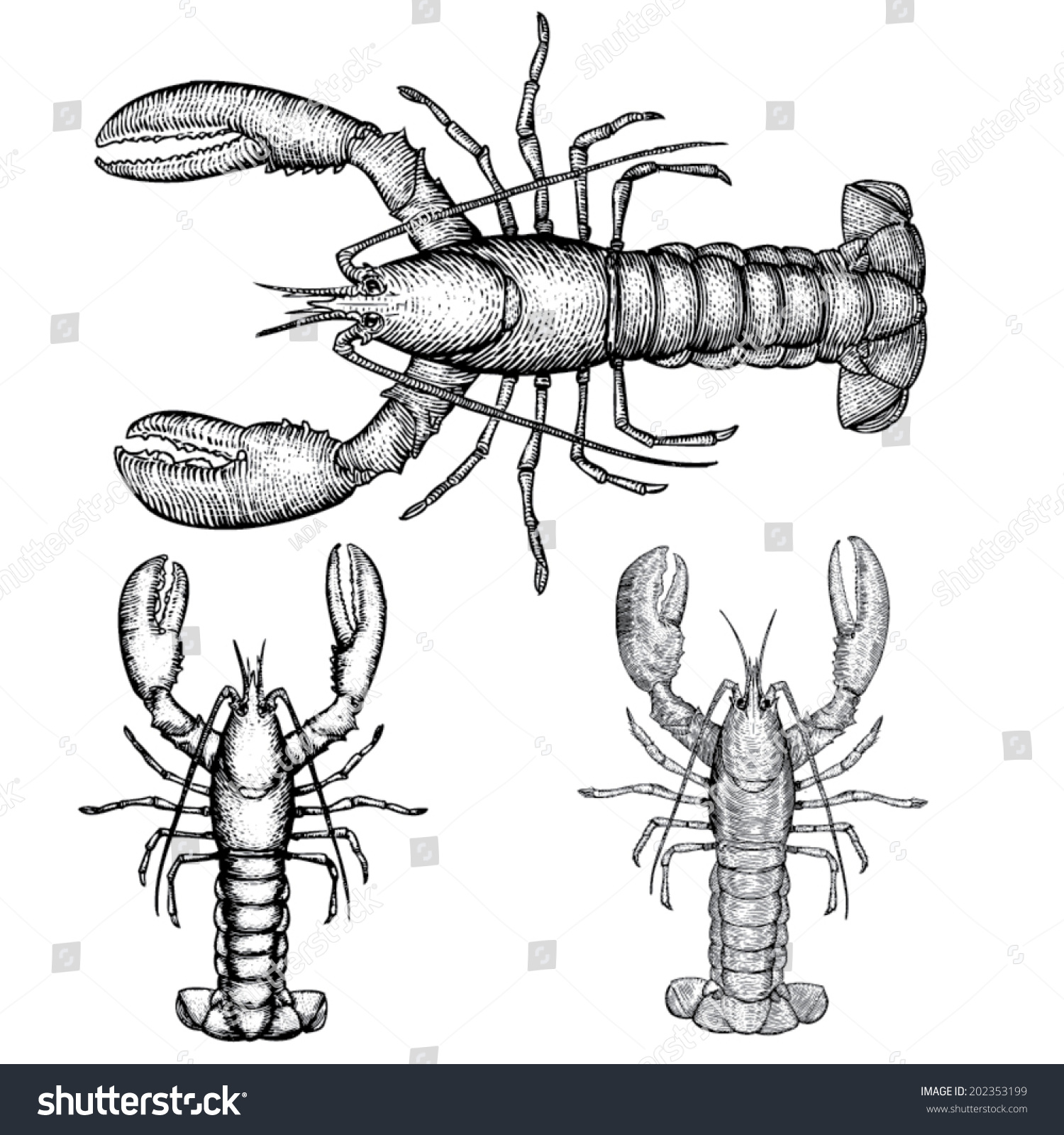 Hand Drawn Lobster Illustration Three Styles Stock Vector