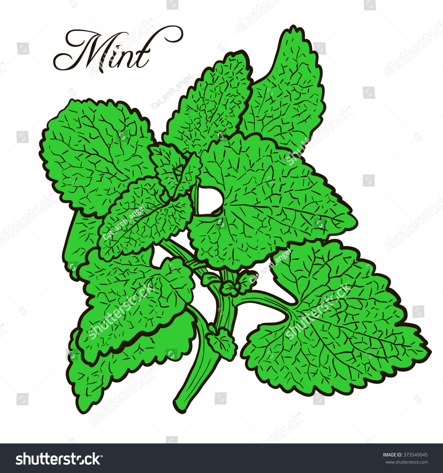 Hand Drawn Mint Plant Leaves Sketch Stock Vector 373549045 - Shutterstock