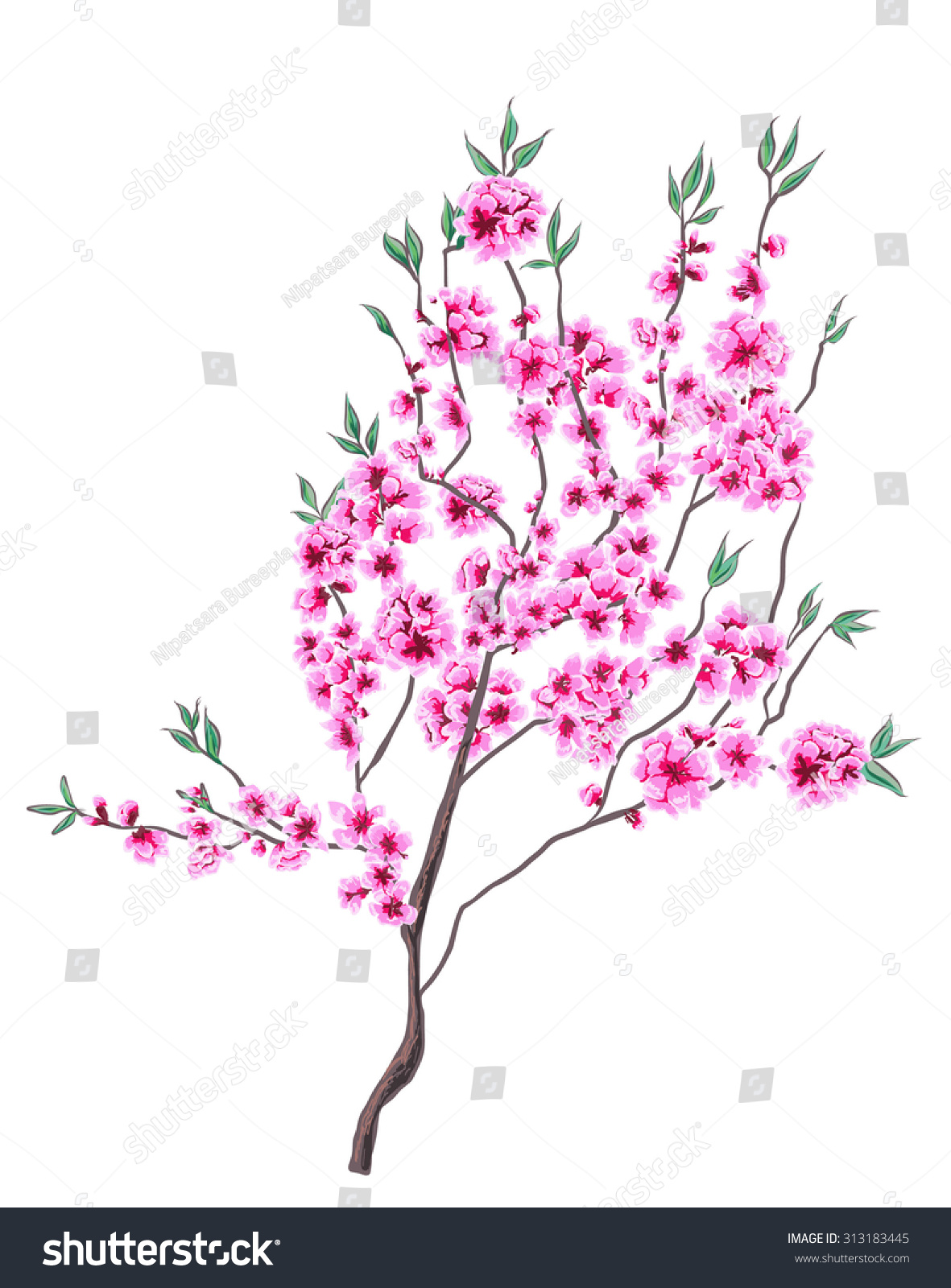 Hand Drawn Peach Blossom Vector Stock Vector Royalty Free 313183445