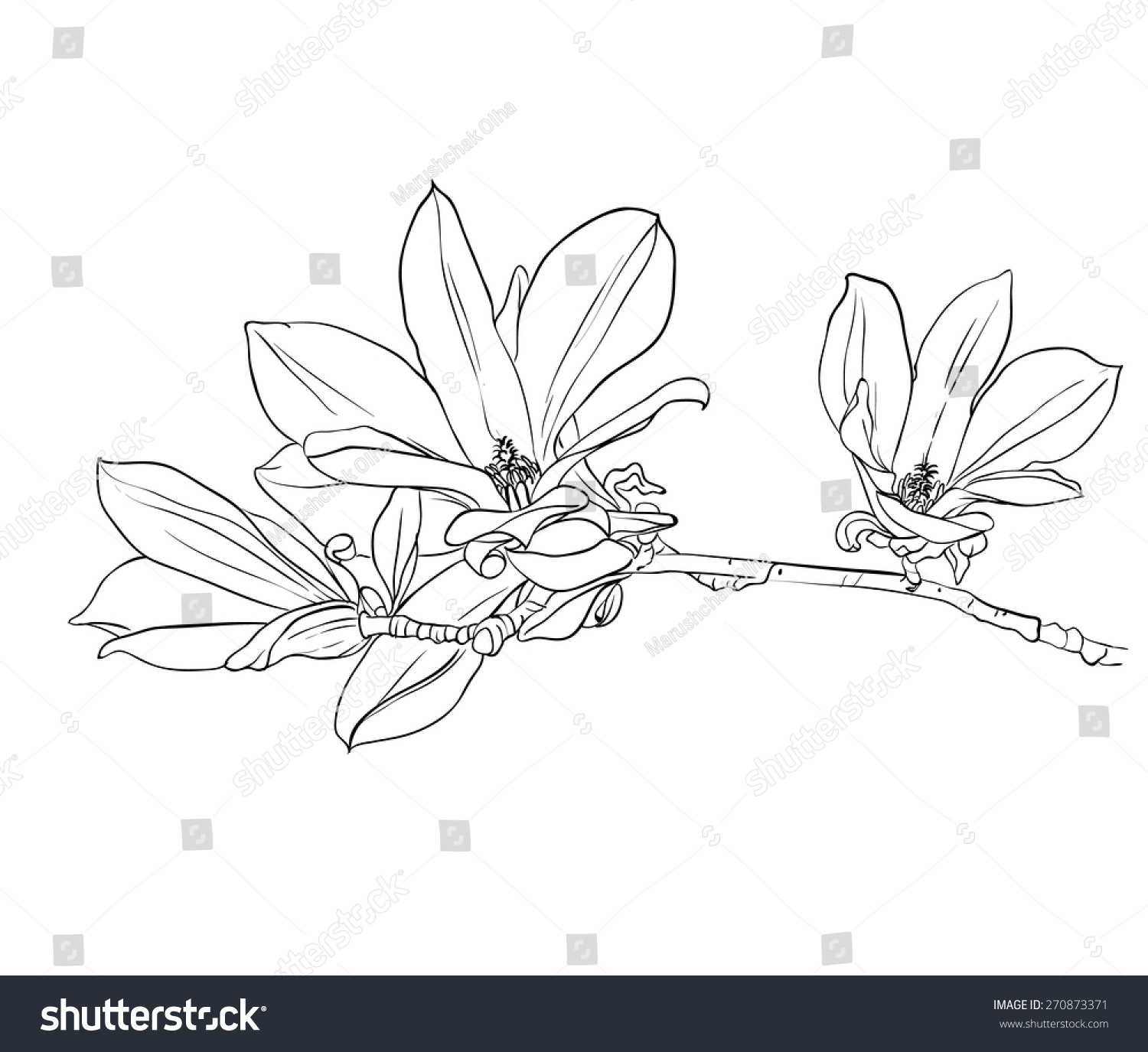 Hand Drawn Realistic Magnolia Drawing Stock Vector 270873371 Shutterstock