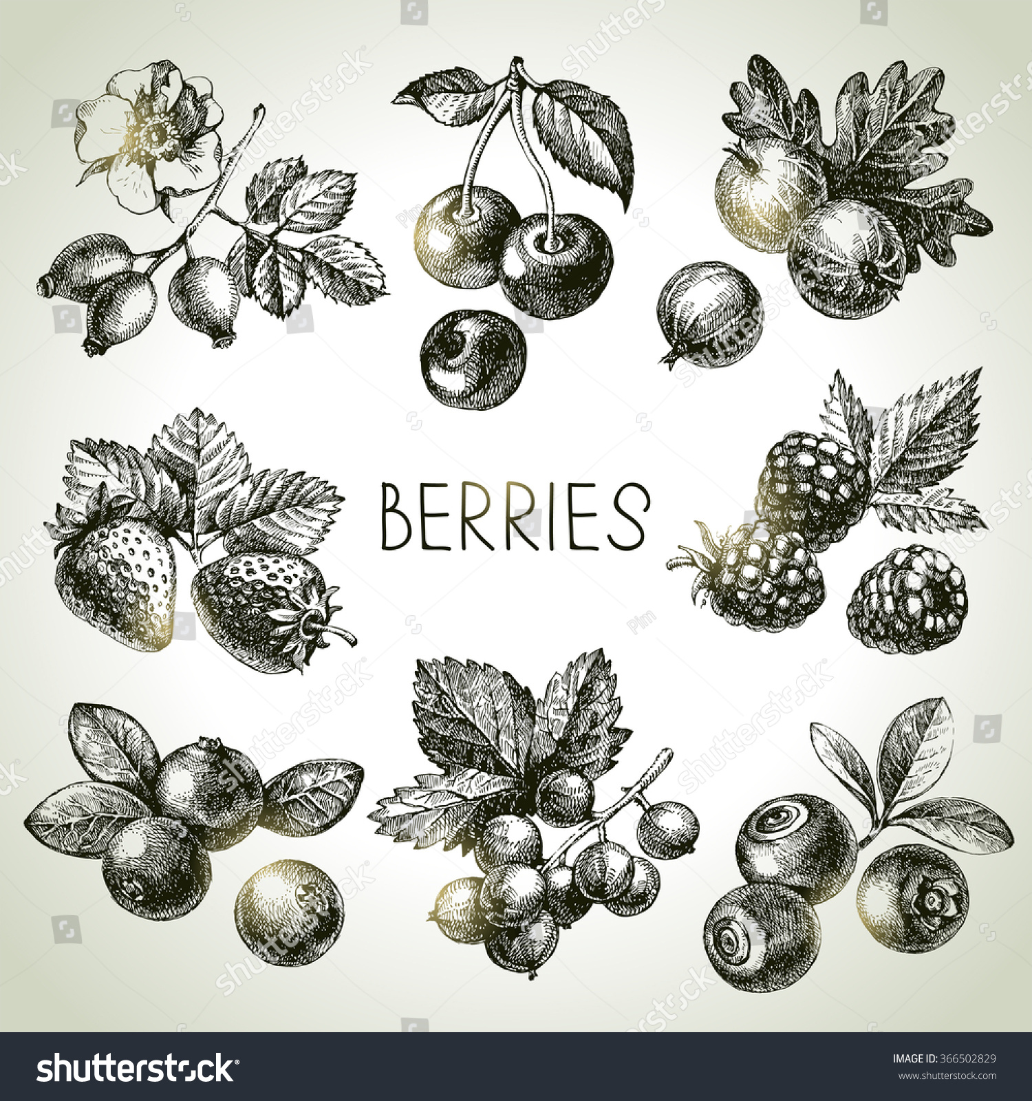 Hand Drawn Sketch Berries Set Vector Stock Vector 366502829 Shutterstock