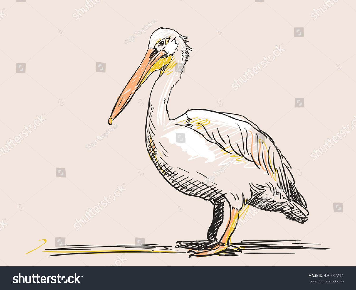 Hand drawn sketch of pelican Hand drawn sketch of pelican