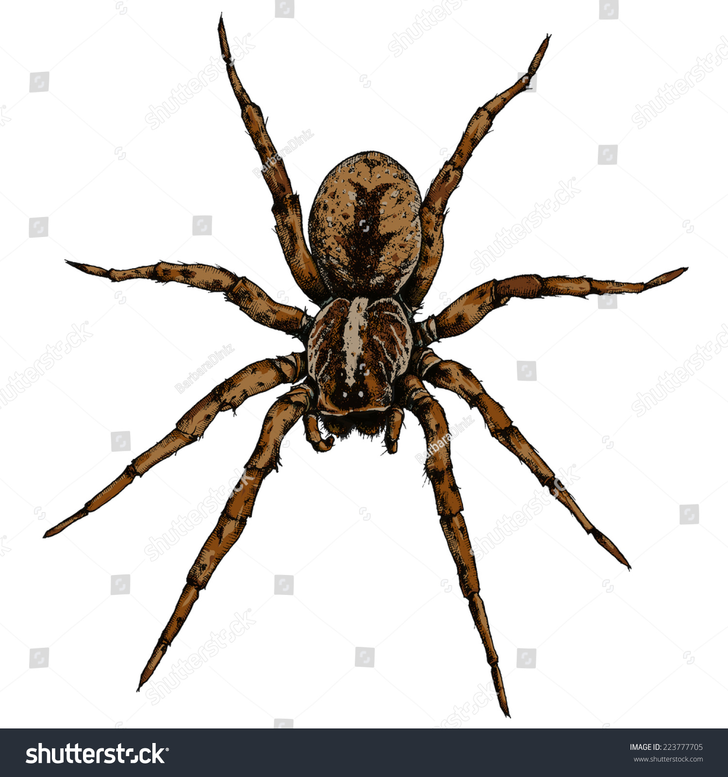 Hand Drawn Spider Illustration - Vector Design For Halloween And Other 