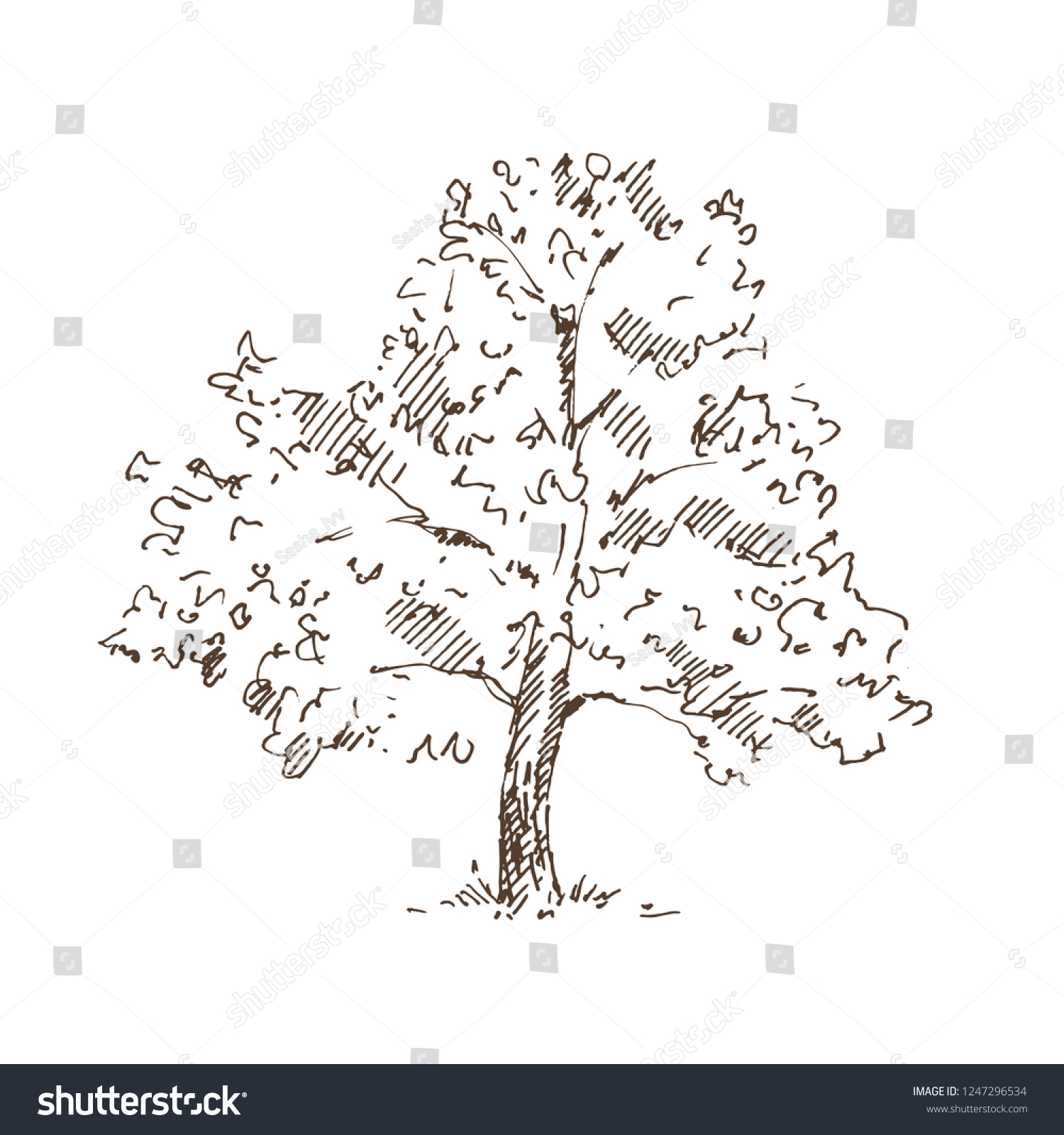 Hand Drawn Tree Sketch Vector Illustration Stock Vector Royalty Free