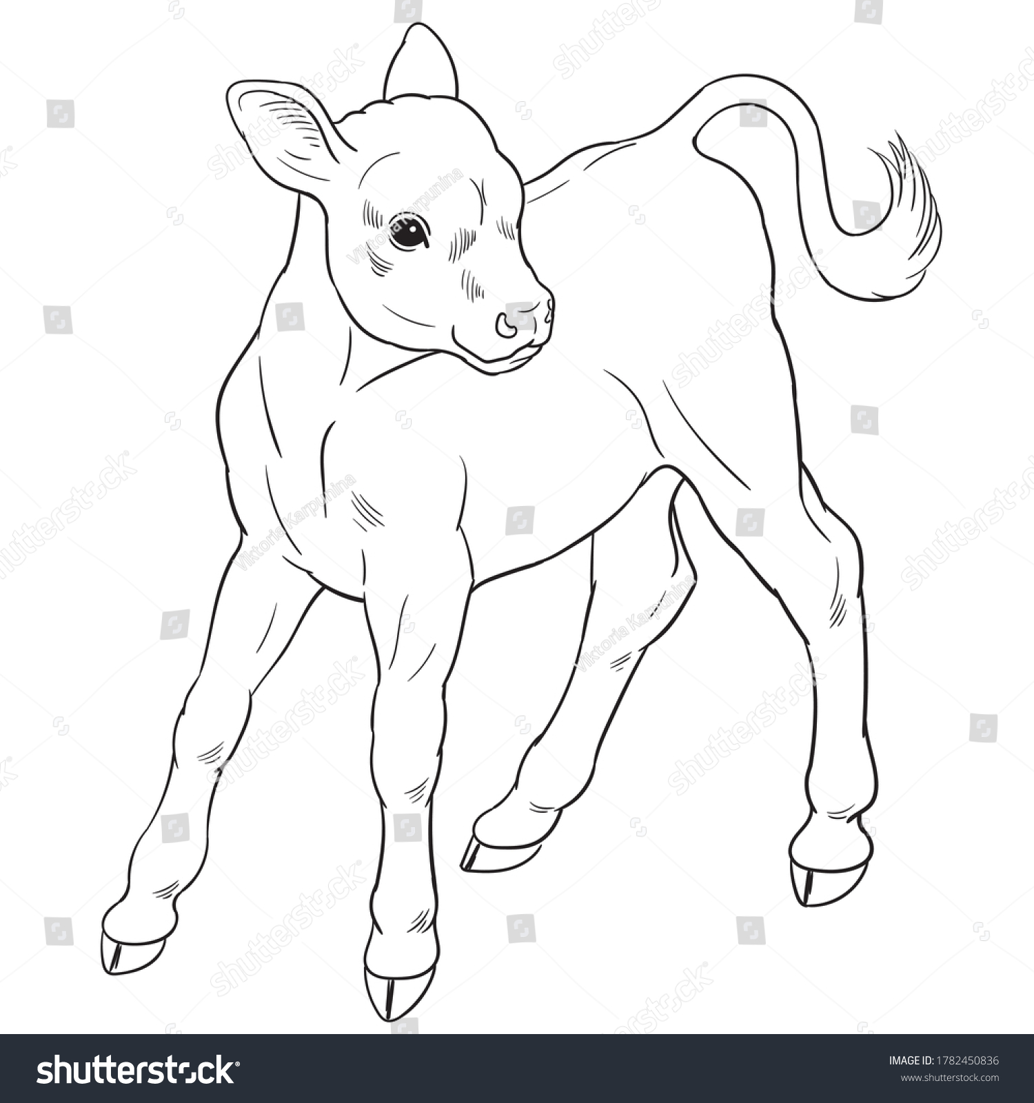 Hand Drawn Vector Calf Isolated On Stock Vector Royalty Free