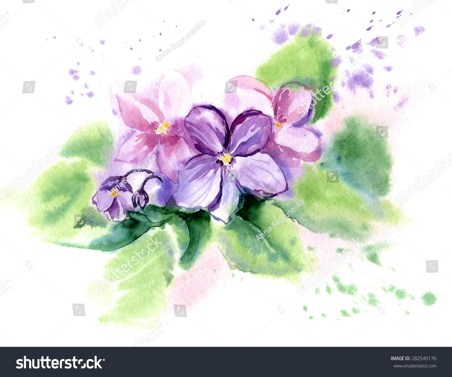 Hand Drawn Watercolor Illustration African Violet Flowers. Vector