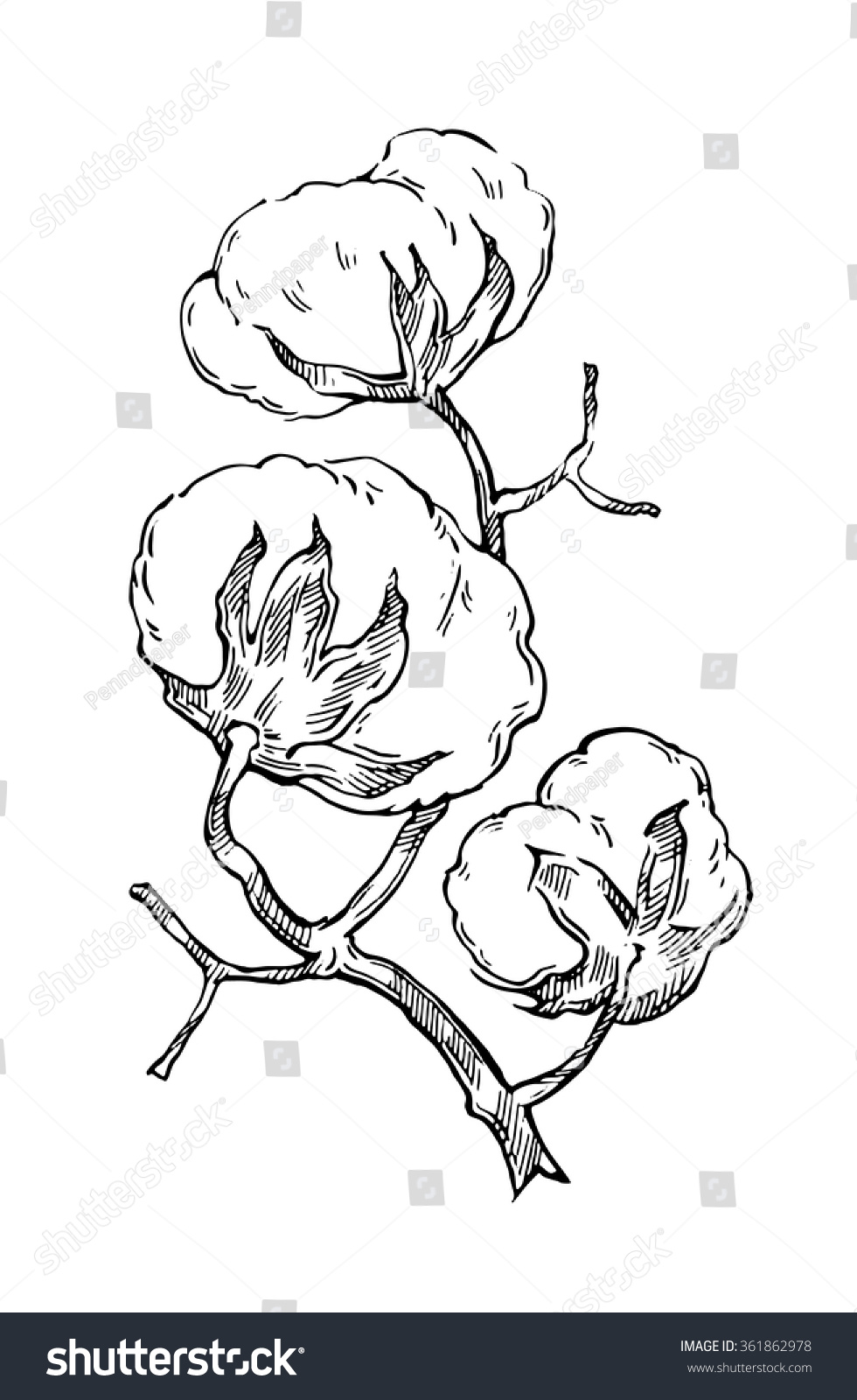 Hand Made Vector Sketch Cotton Plants Stock Vektor Shutterstock