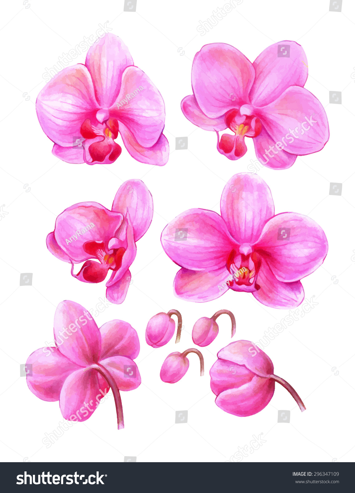 Orchid Art Drawing