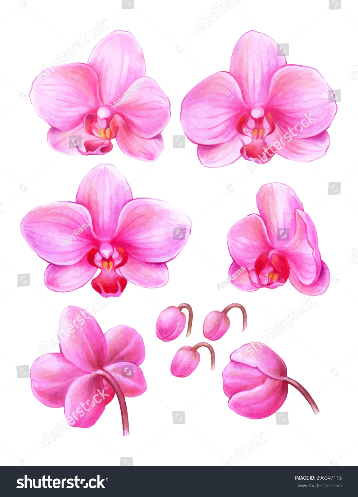 Purple Orchid Clipart