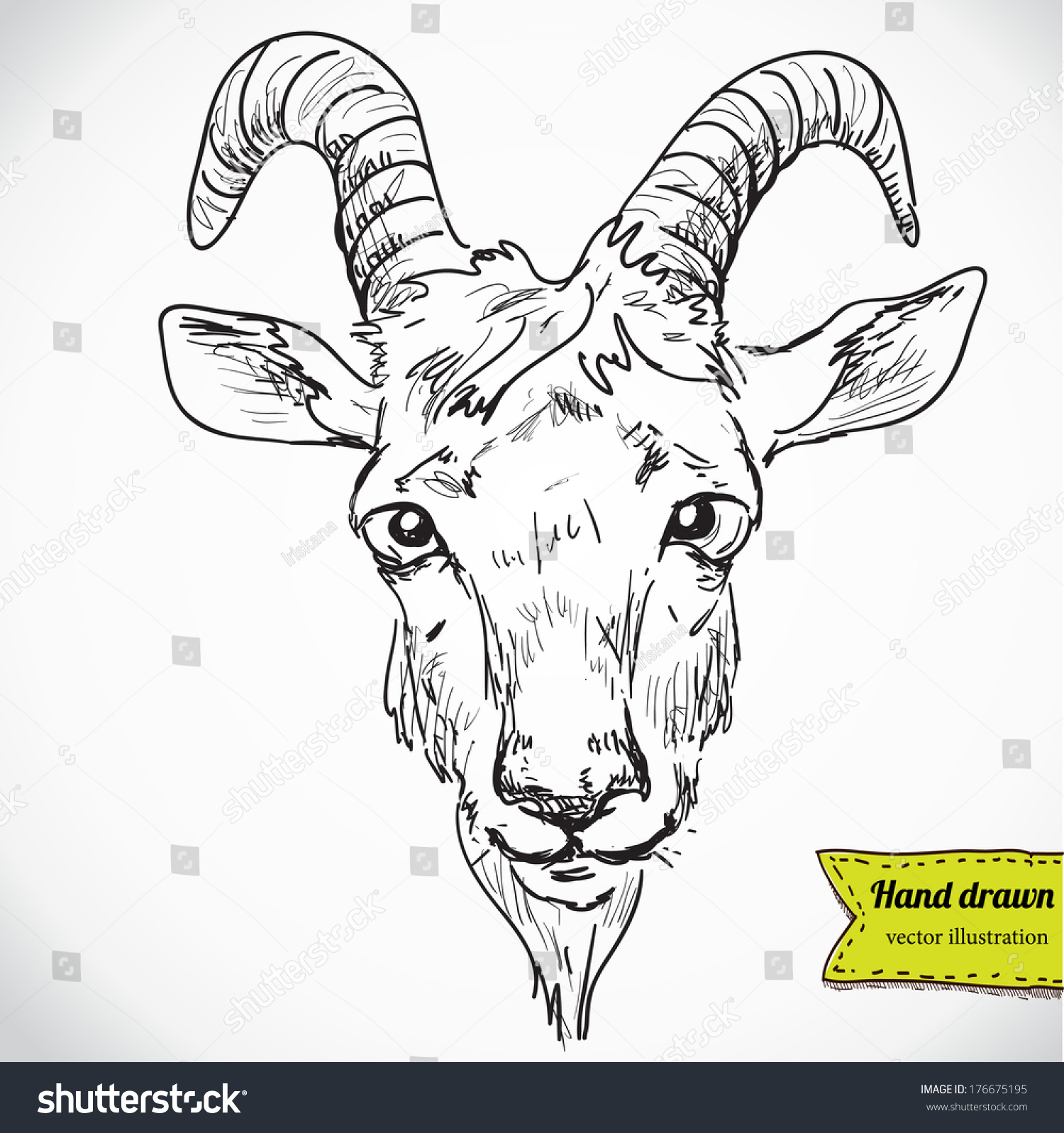 Head Of Goat A Portrait A Vector Drawing Sketchy Illustration Hand