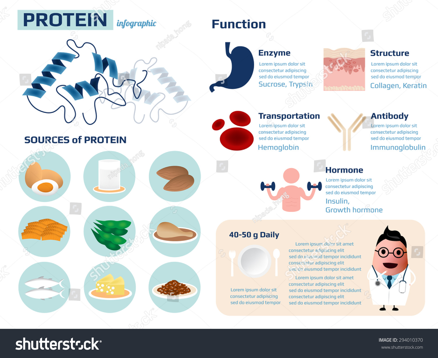 Health Information Of Protein, Sources And Functions Infographic,Vector ...