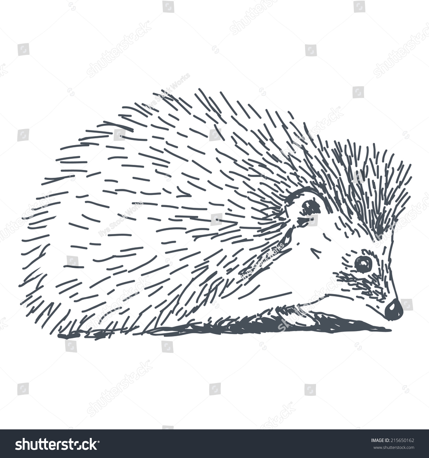 hedgehog clipart outline - photo #9