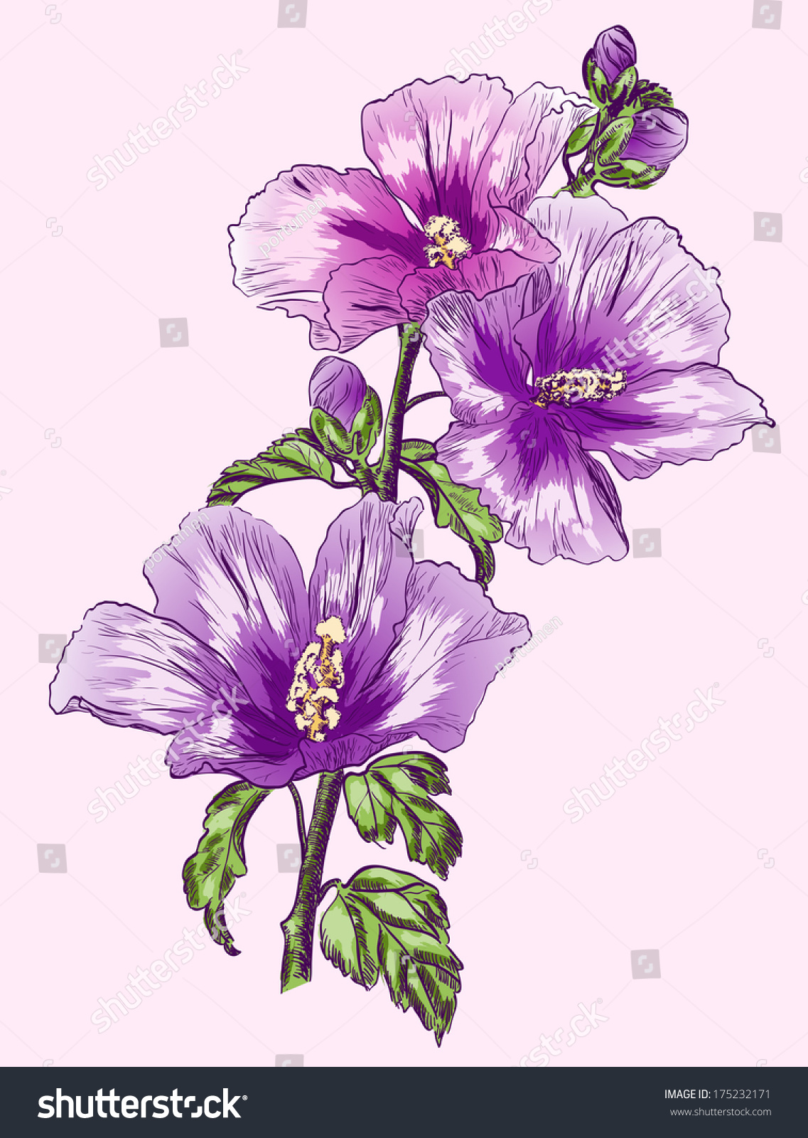 Hibiscus Flower Stock Vector Illustration 175232171 : Shutterstock