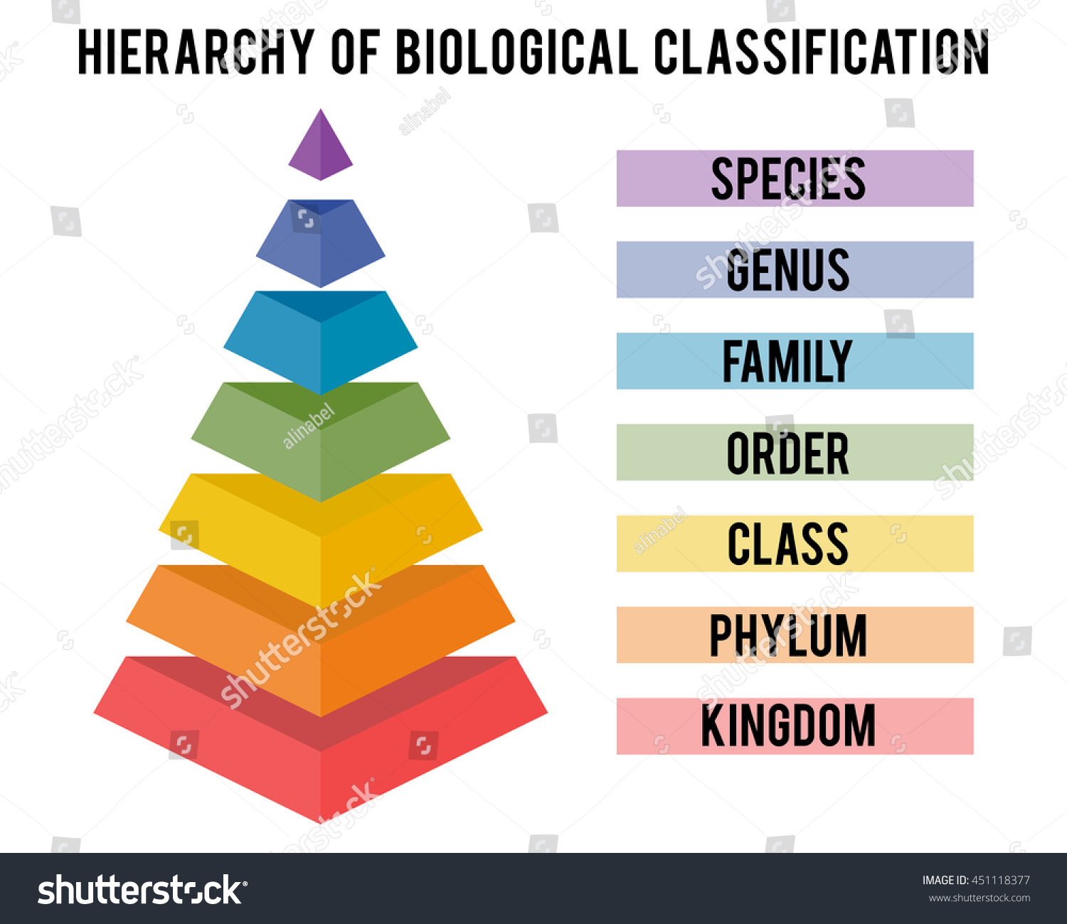 Hierarchy Biological Classification Major Taxonomic Ranks Stock Vector 