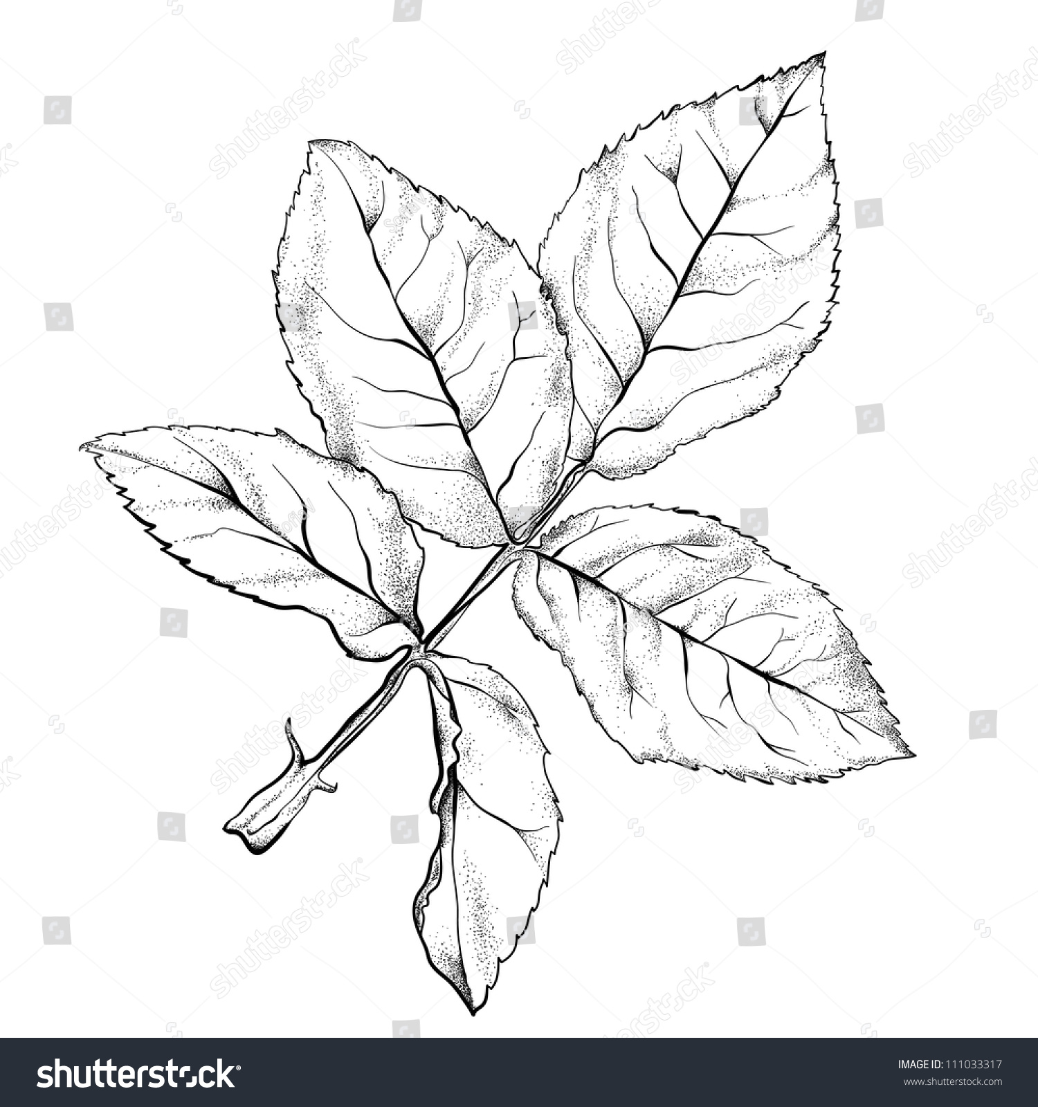 Highly Detailed Hand Drawn Rose'S Leaves. Stock Vector Illustration