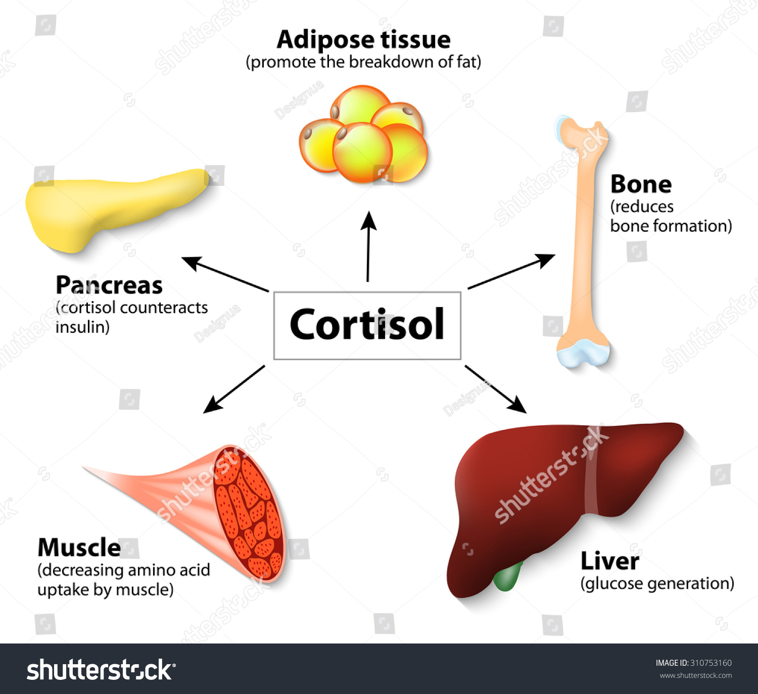 Hormone Cortisol And Human Organs. Main Functions Cortisol In The Body ...