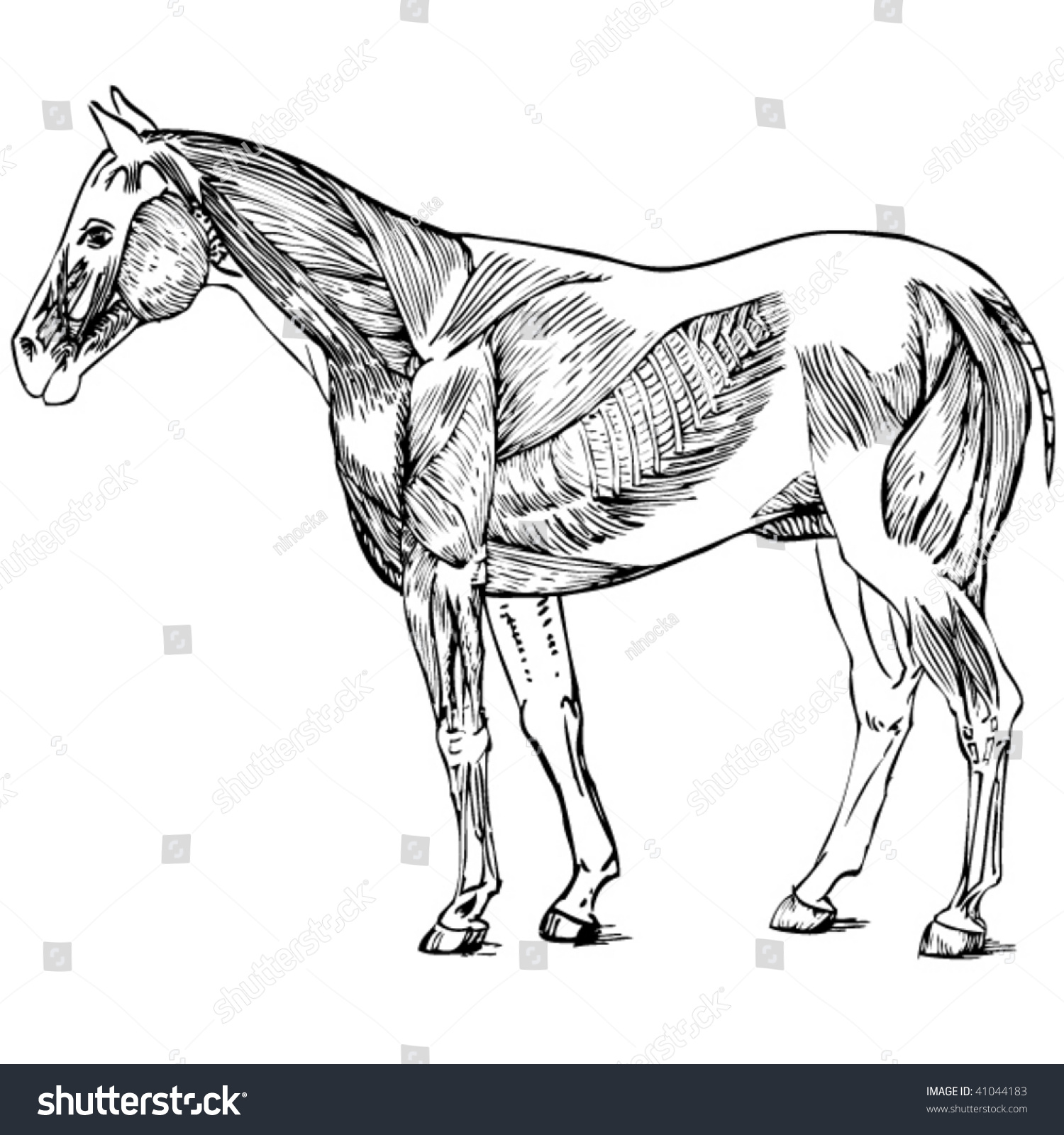 Horse Anatomy Stock Vector Illustration 41044183 : Shutterstock