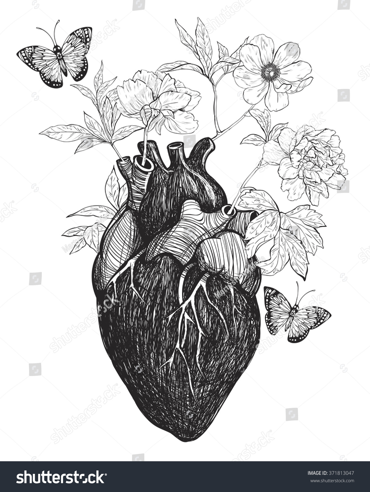 hand drawn anatomical heart