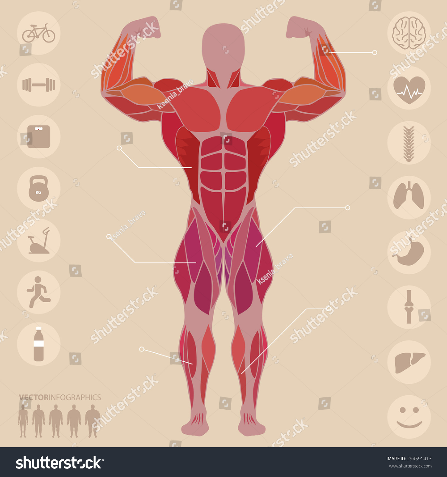 Human, Anatomy, Anterior Muscles, Sports, Medical, Vector - 294591413