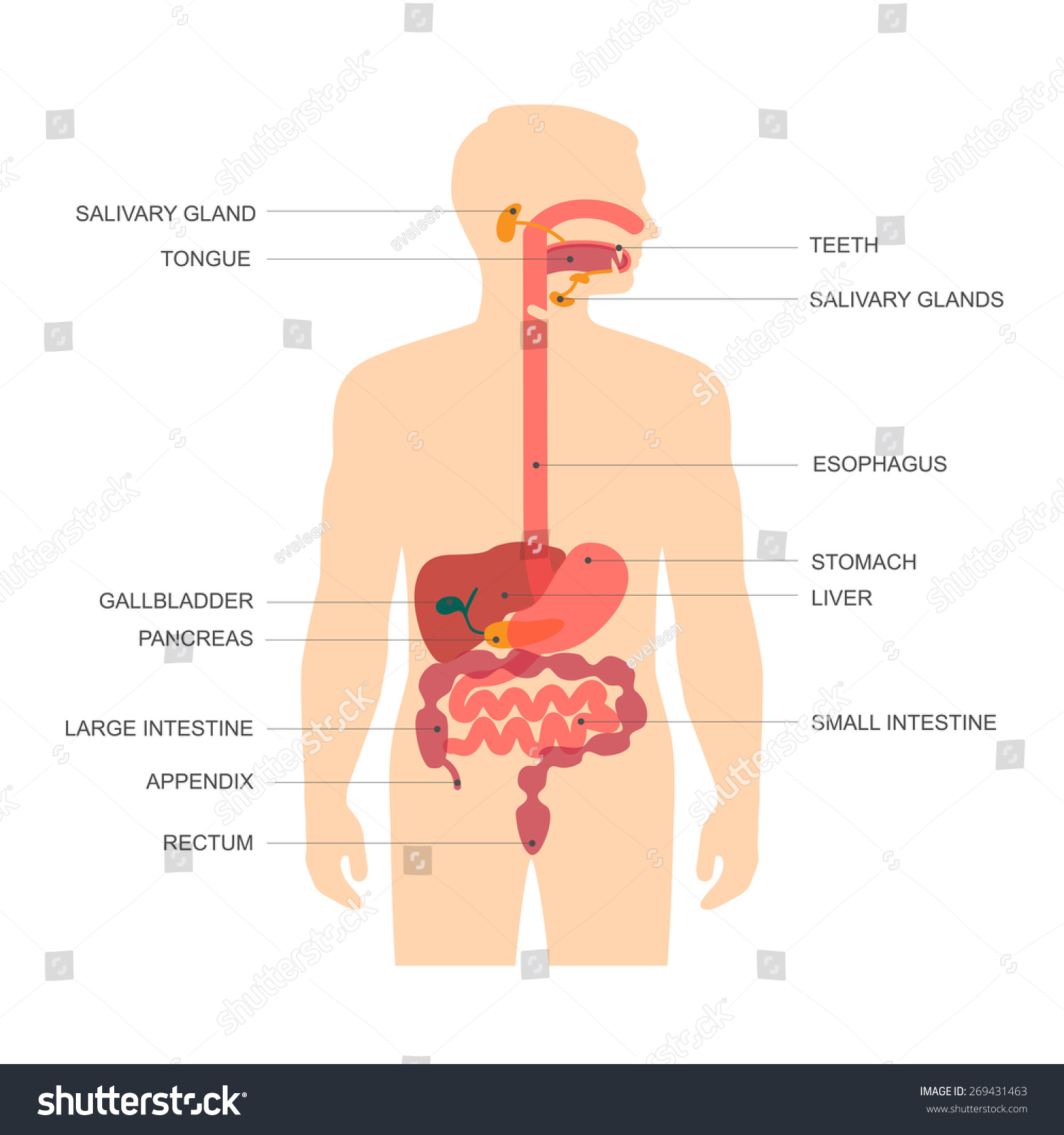 free clipart human body systems - photo #36